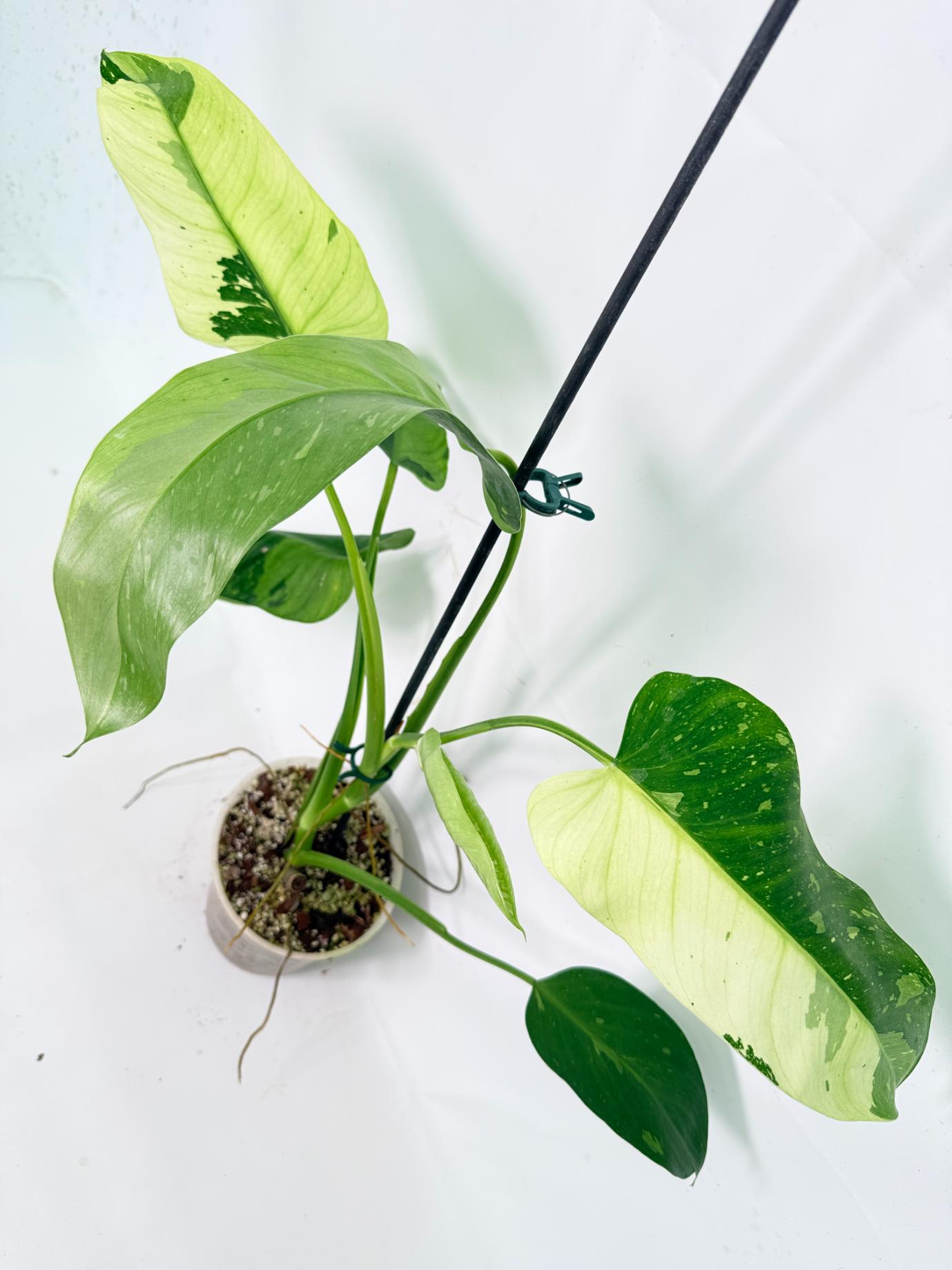 Philodendron Jose Buono variegata XL 06