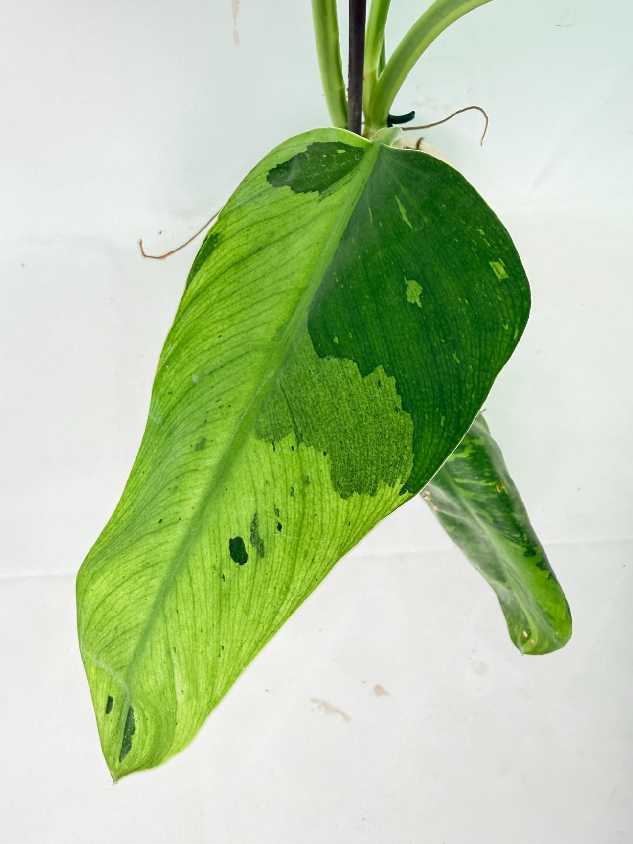 Philodendron Jose Buono variegata XL 07