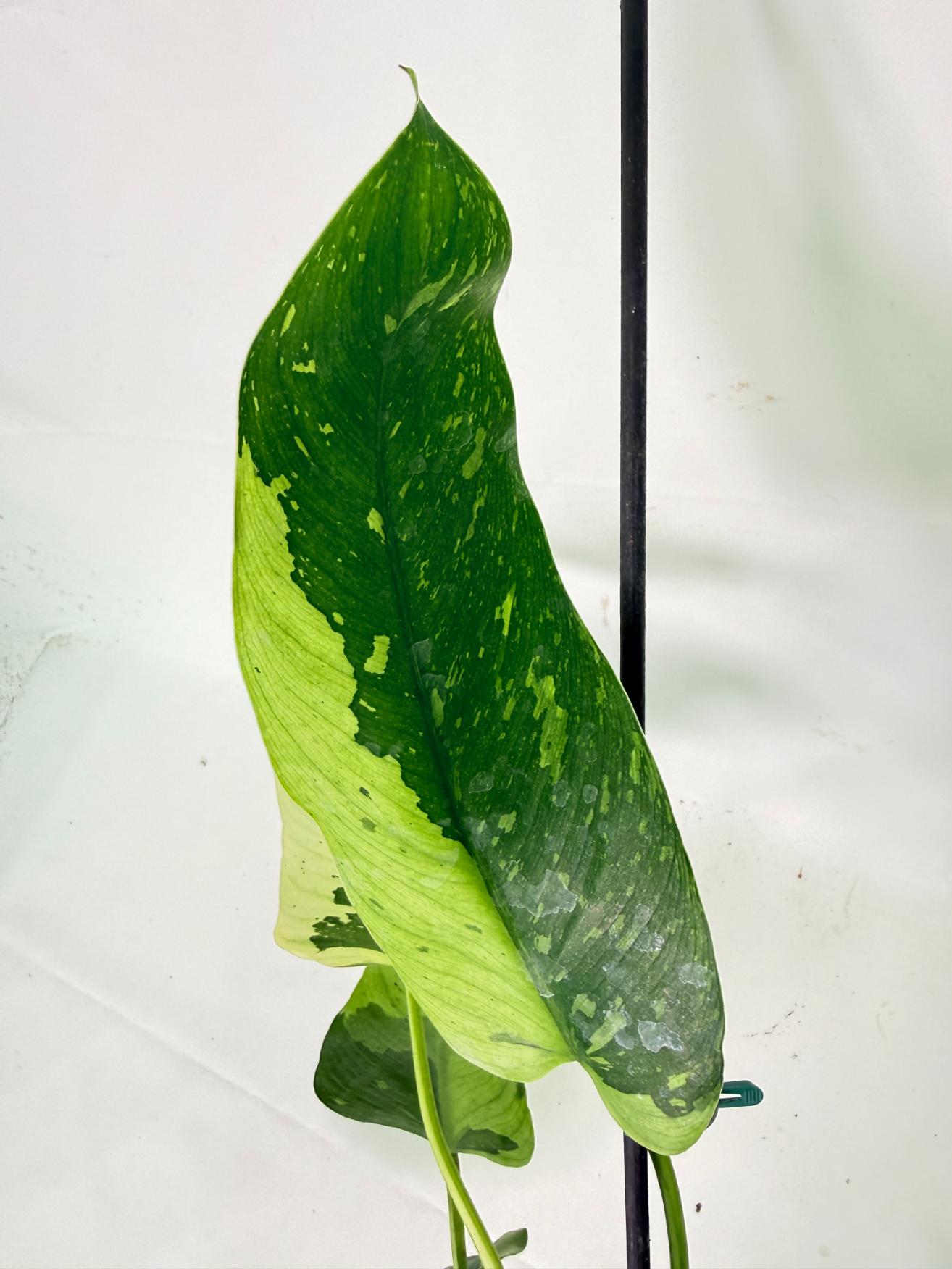 Philodendron Jose Buono variegata XL 08