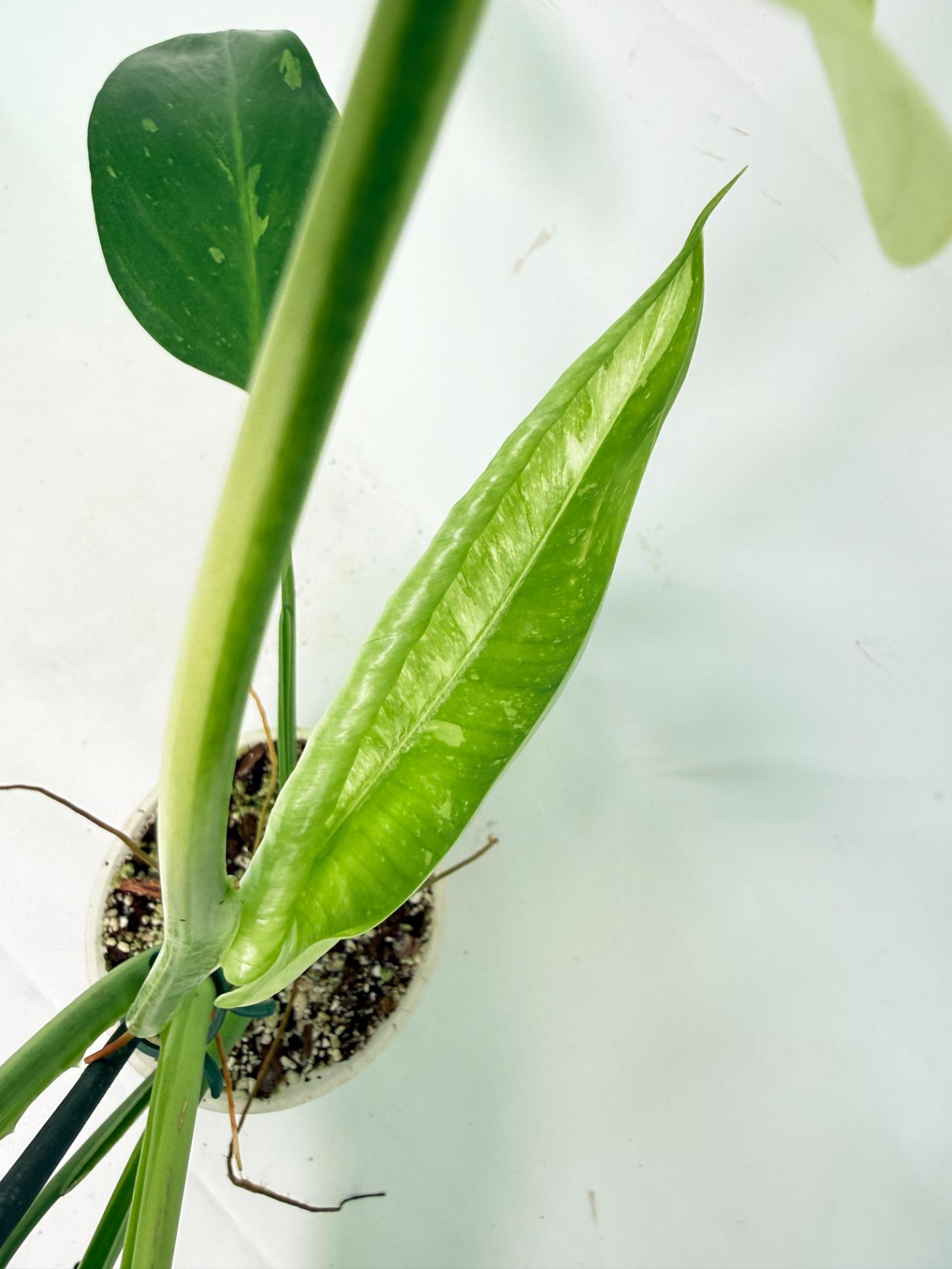 Philodendron Jose Buono variegata XL 09