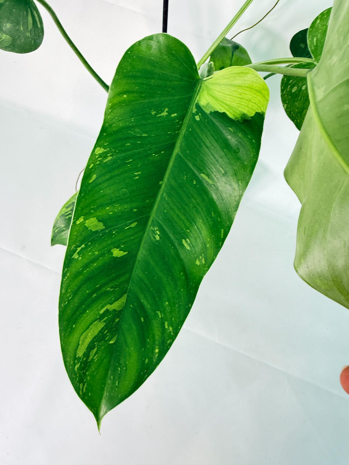 Philodendron Jose Buono variegata XL 08