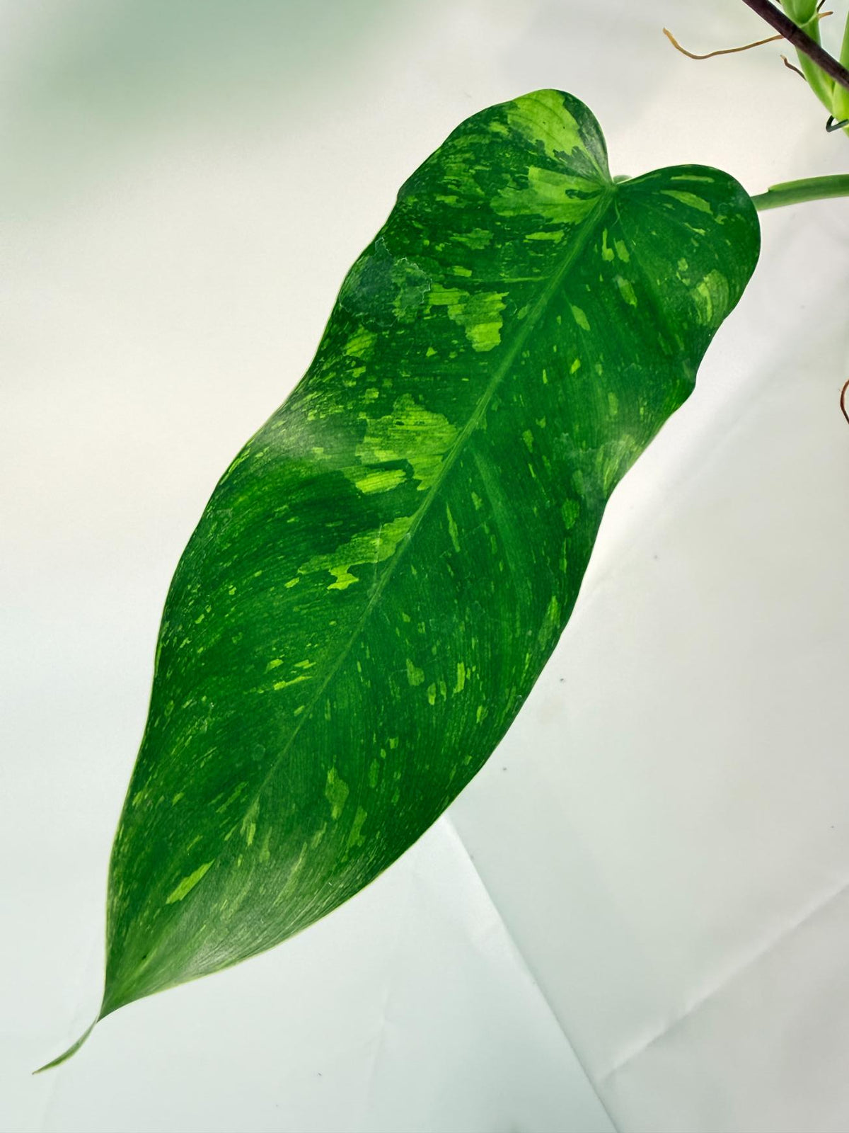 Philodendron Jose Buono variegata XL 09