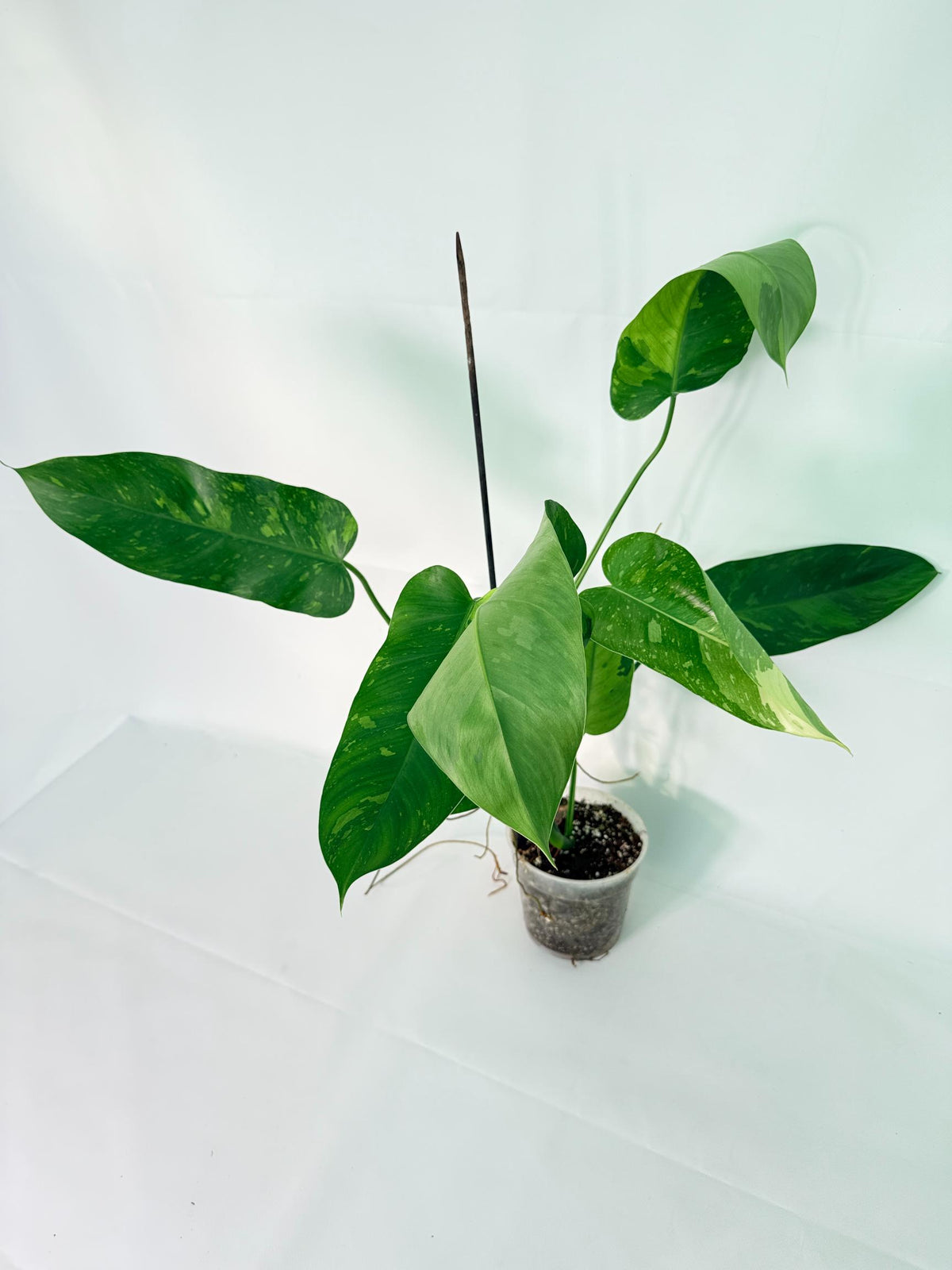 Philodendron Jose Buono variegata XL 10