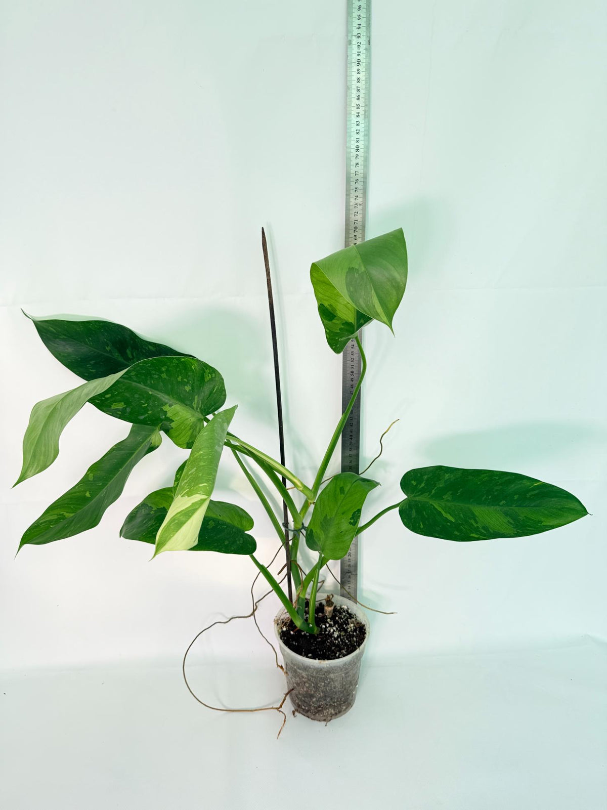 Philodendron Jose Buono variegata XL 11