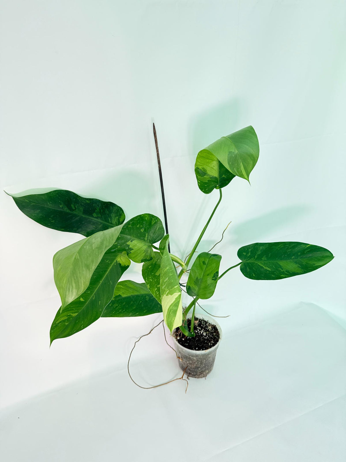 Philodendron Jose Buono variegata XL 01