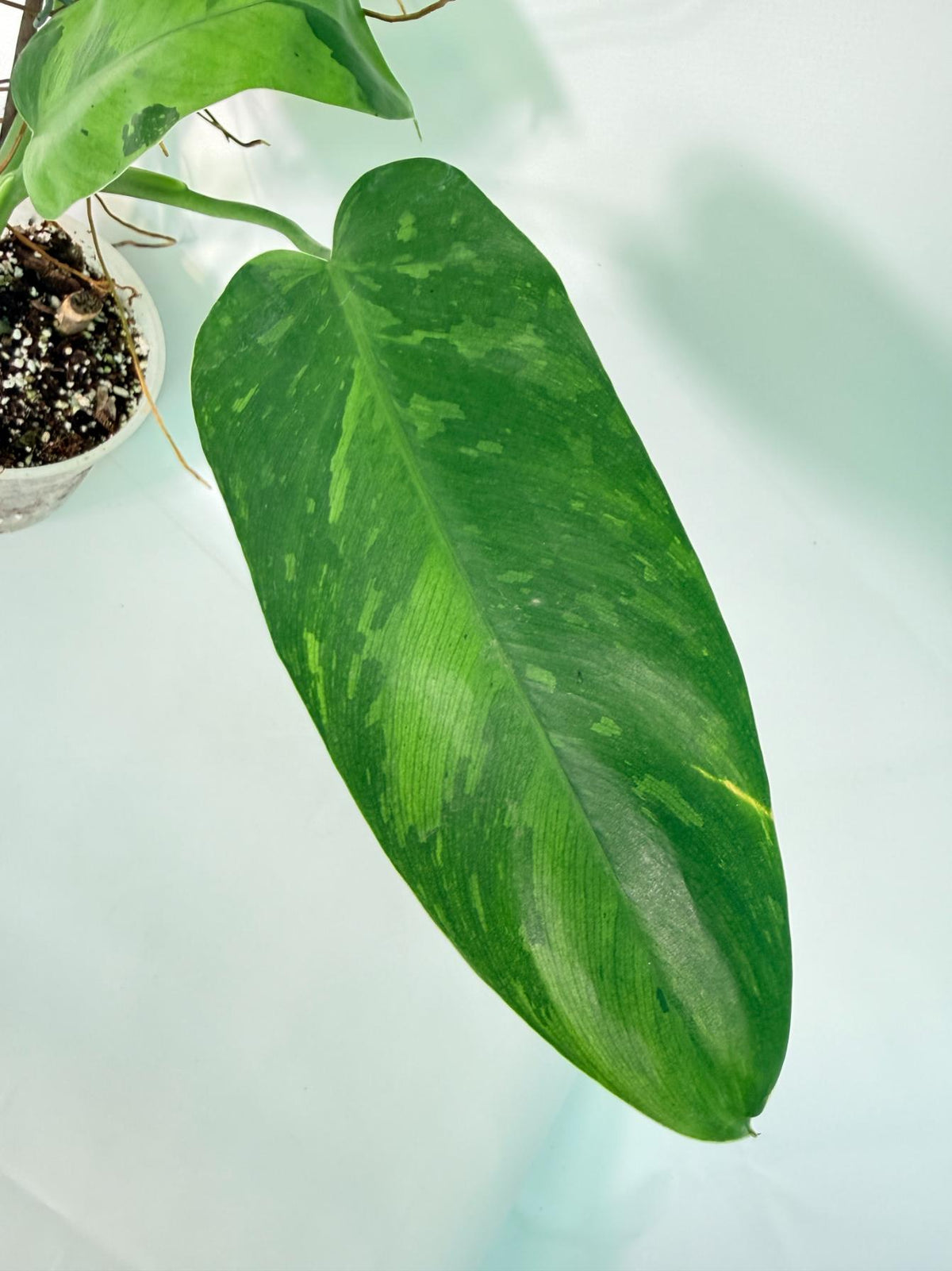 Philodendron Jose Buono variegata XL 003