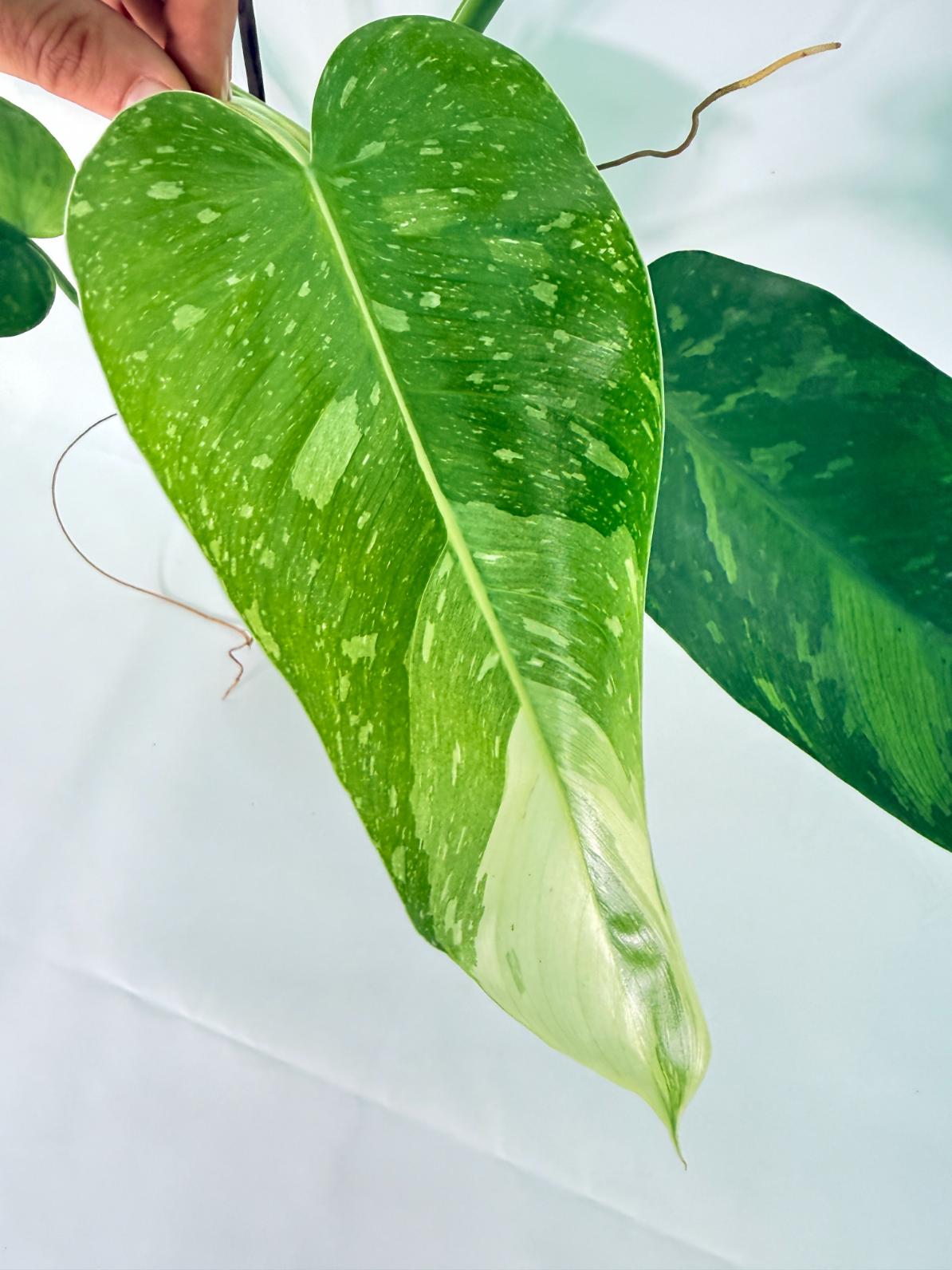 Philodendron Jose Buono variegata XL 04