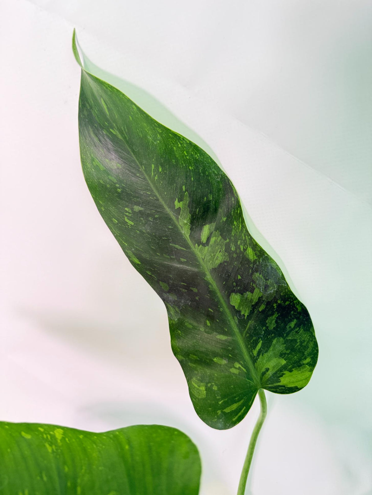 Philodendron Jose Buono variegata XL 05