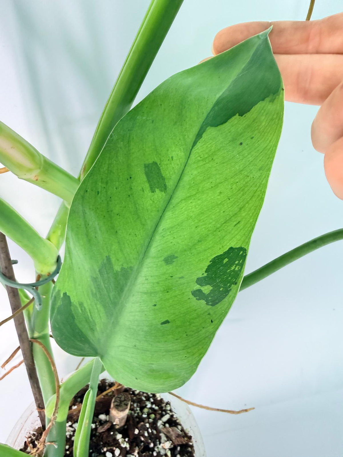 Philodendron Jose Buono variegata XL 06