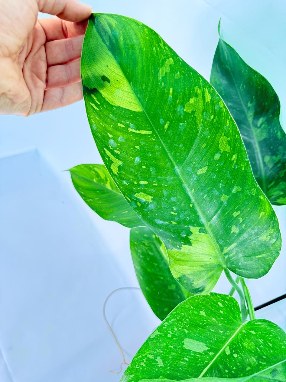 Philodendron Jose Buono variegata XL 07