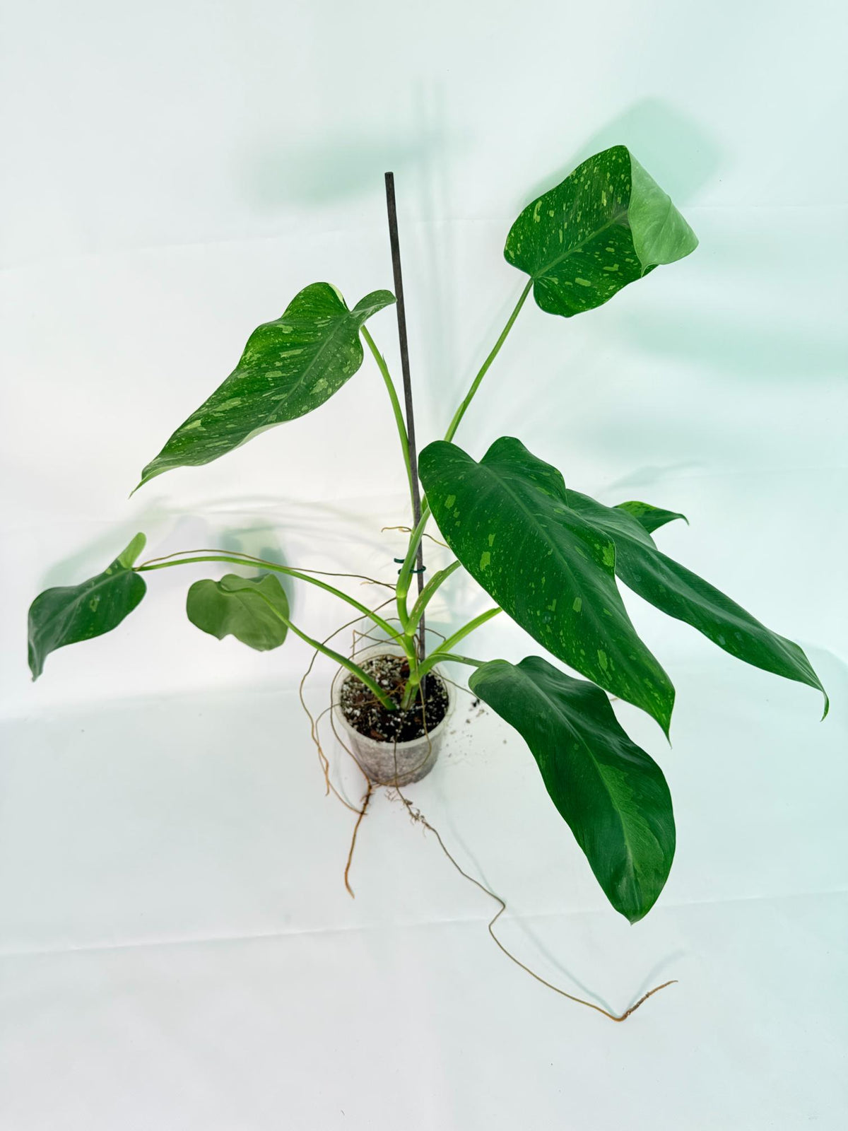 Philodendron Jose Buono variegata XL 09