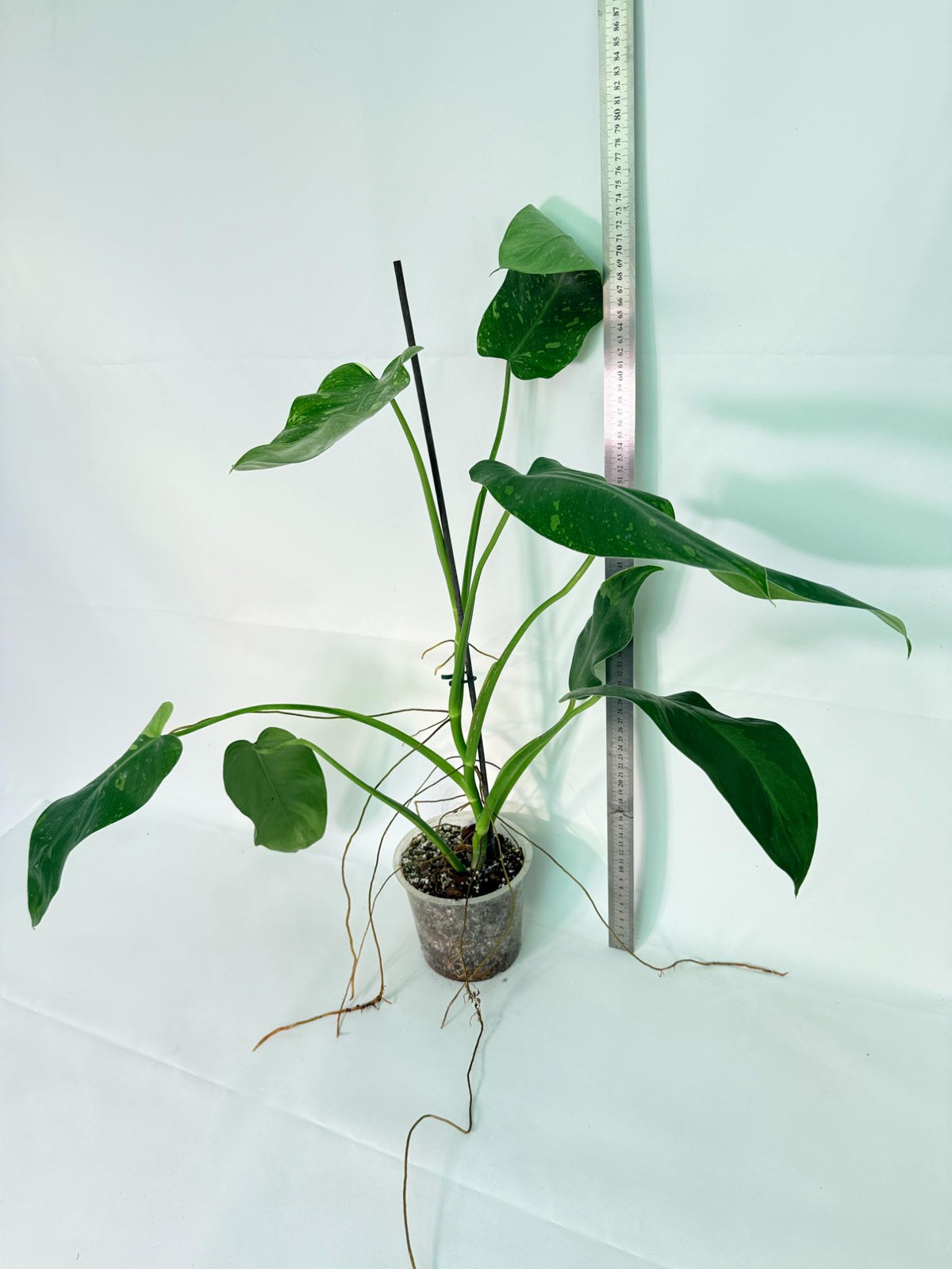 Philodendron Jose Buono variegata XL 08