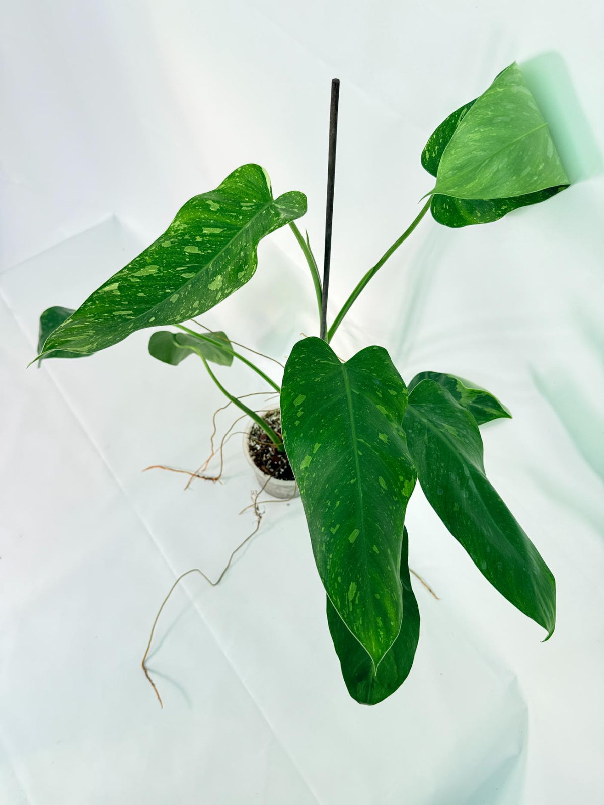Philodendron Jose Buono variegata XL 01