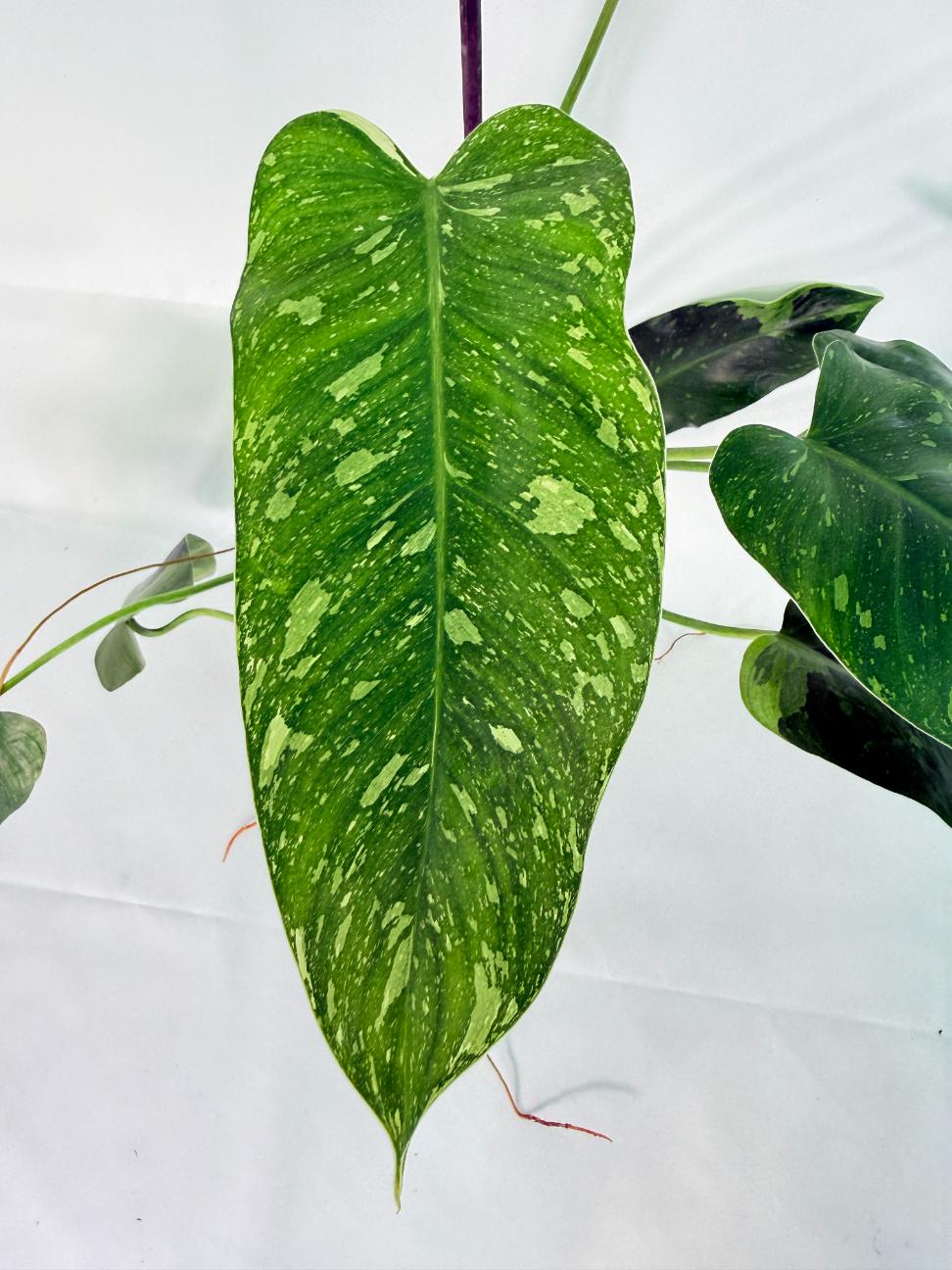 Philodendron Jose Buono variegata XL 03