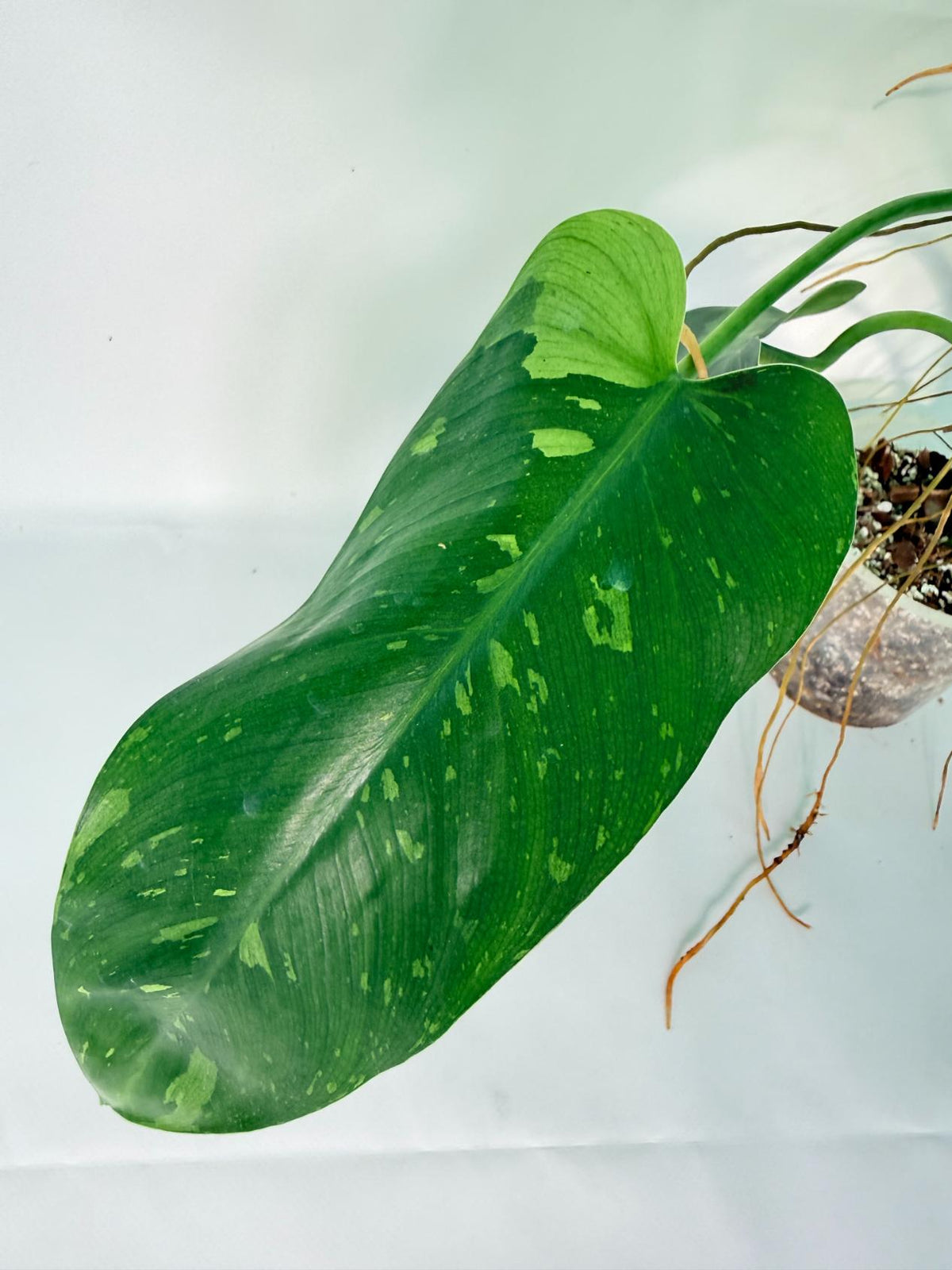 Philodendron Jose Buono variegata XL 04