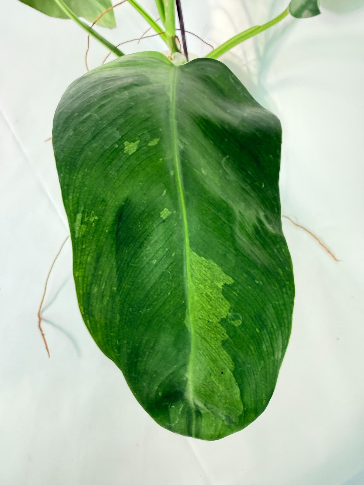 Philodendron Jose Buono variegata XL 05