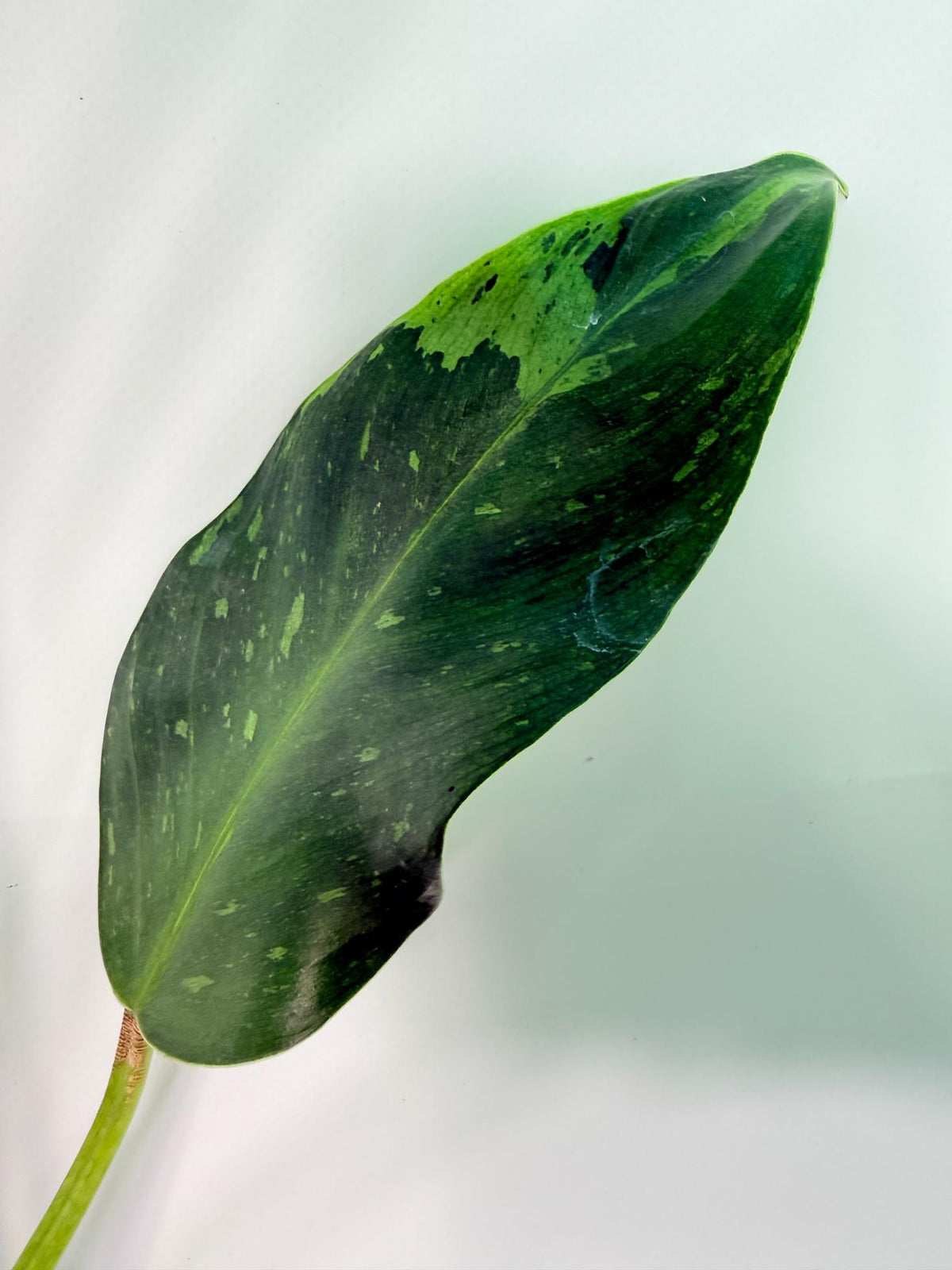 Philodendron Jose Buono variegata XL 06
