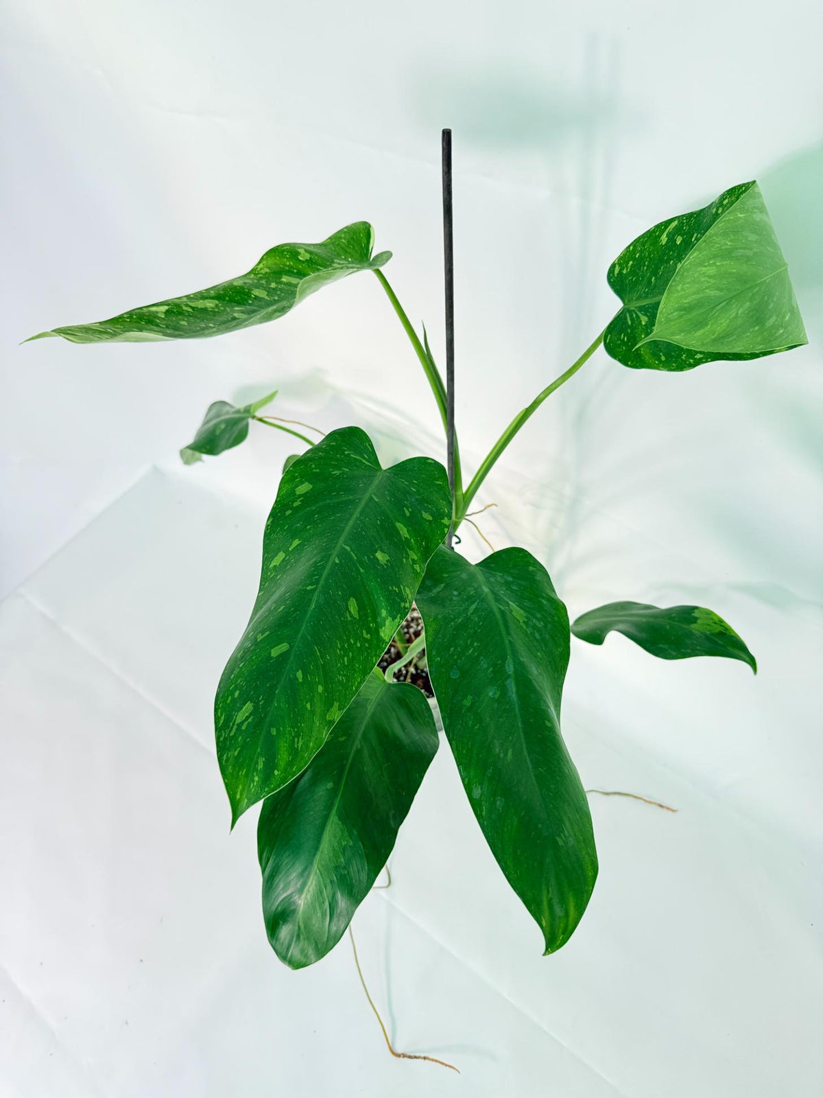 Philodendron Jose Buono variegata XL 07