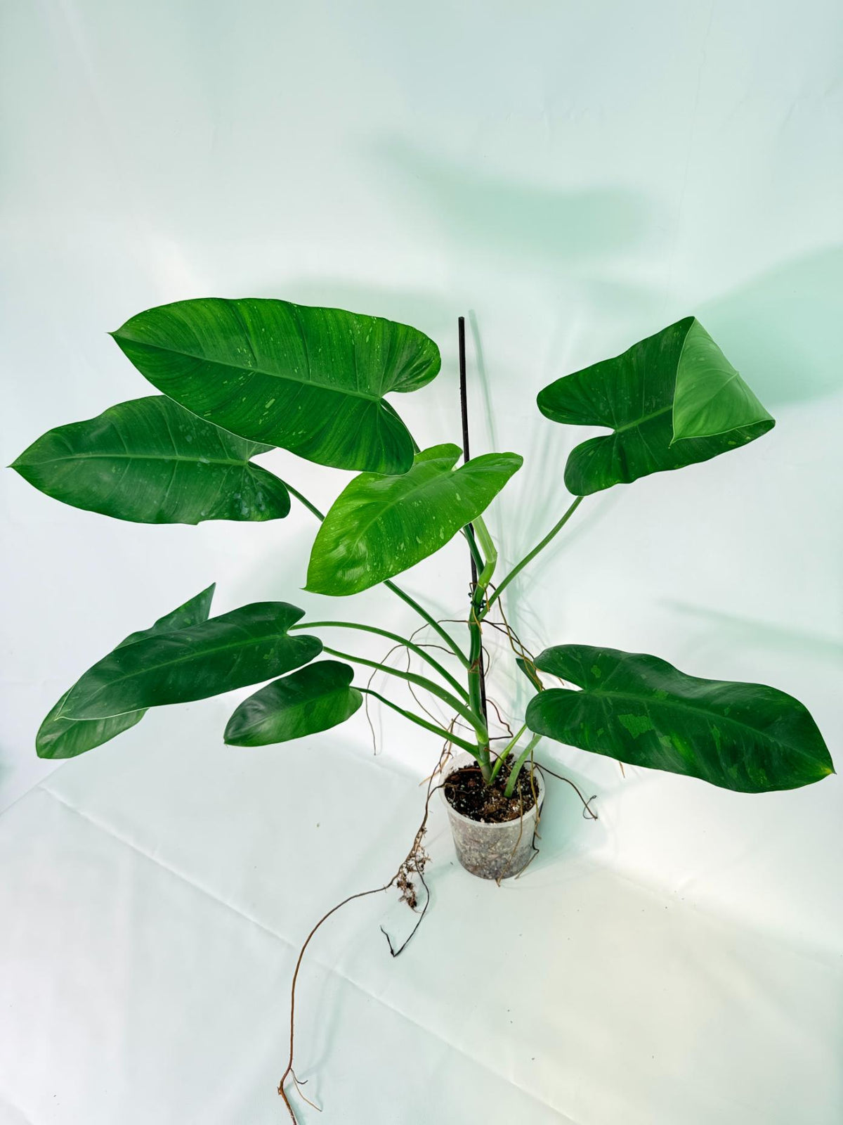 Philodendron Jose Buono variegata XL 
08