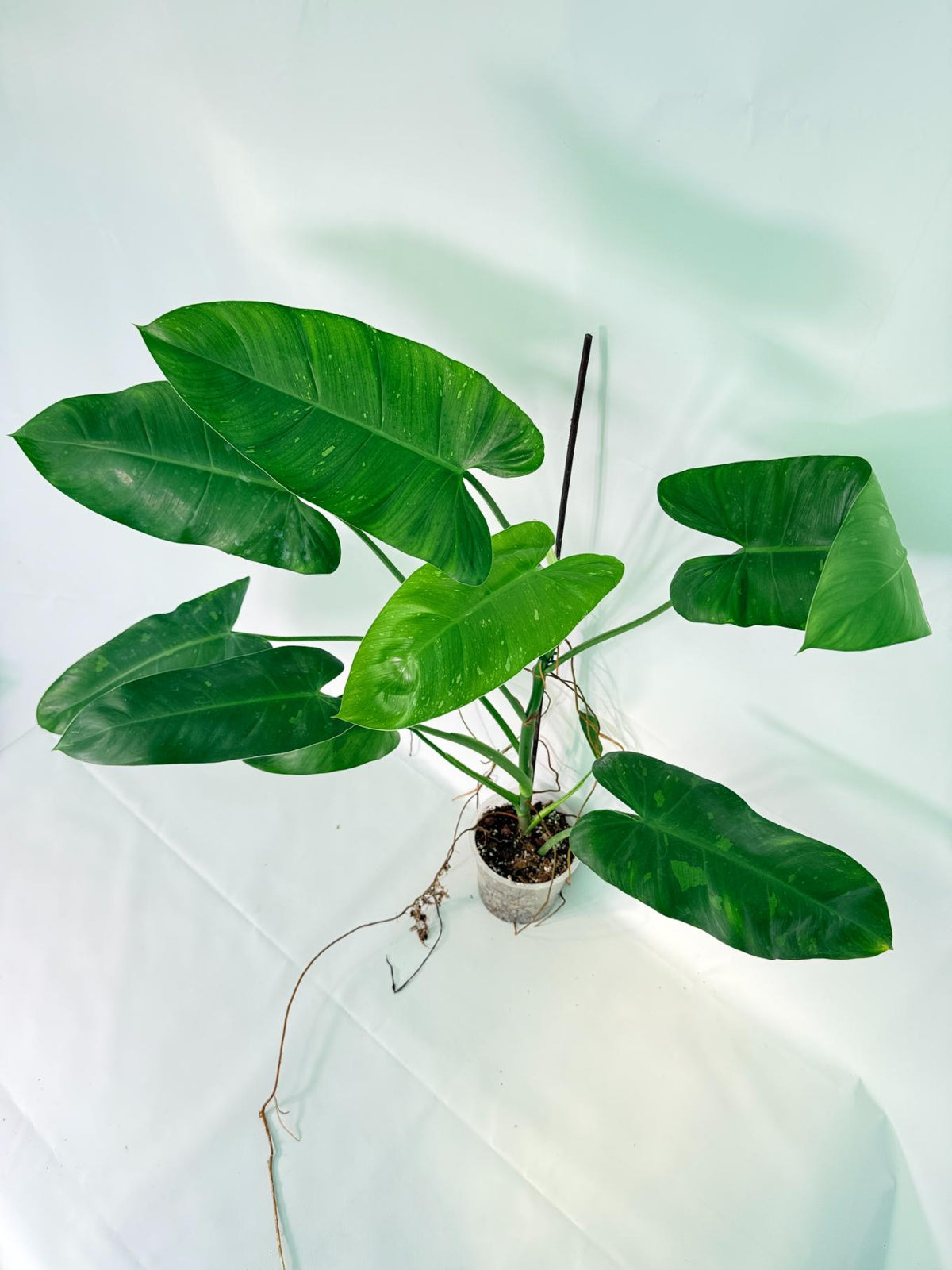 Philodendron Jose Buono variegata XL 
09