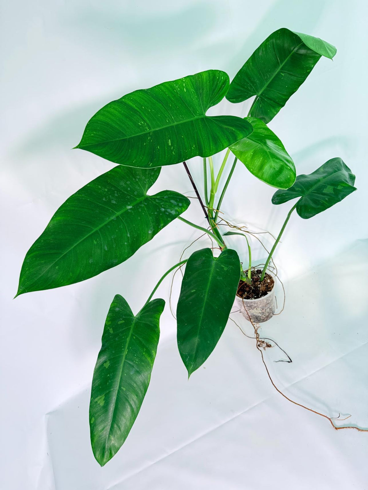 Philodendron Jose Buono variegata XL 
10