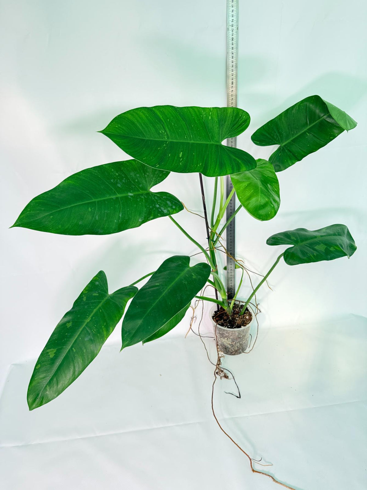 Philodendron Jose Buono variegata XL 
11