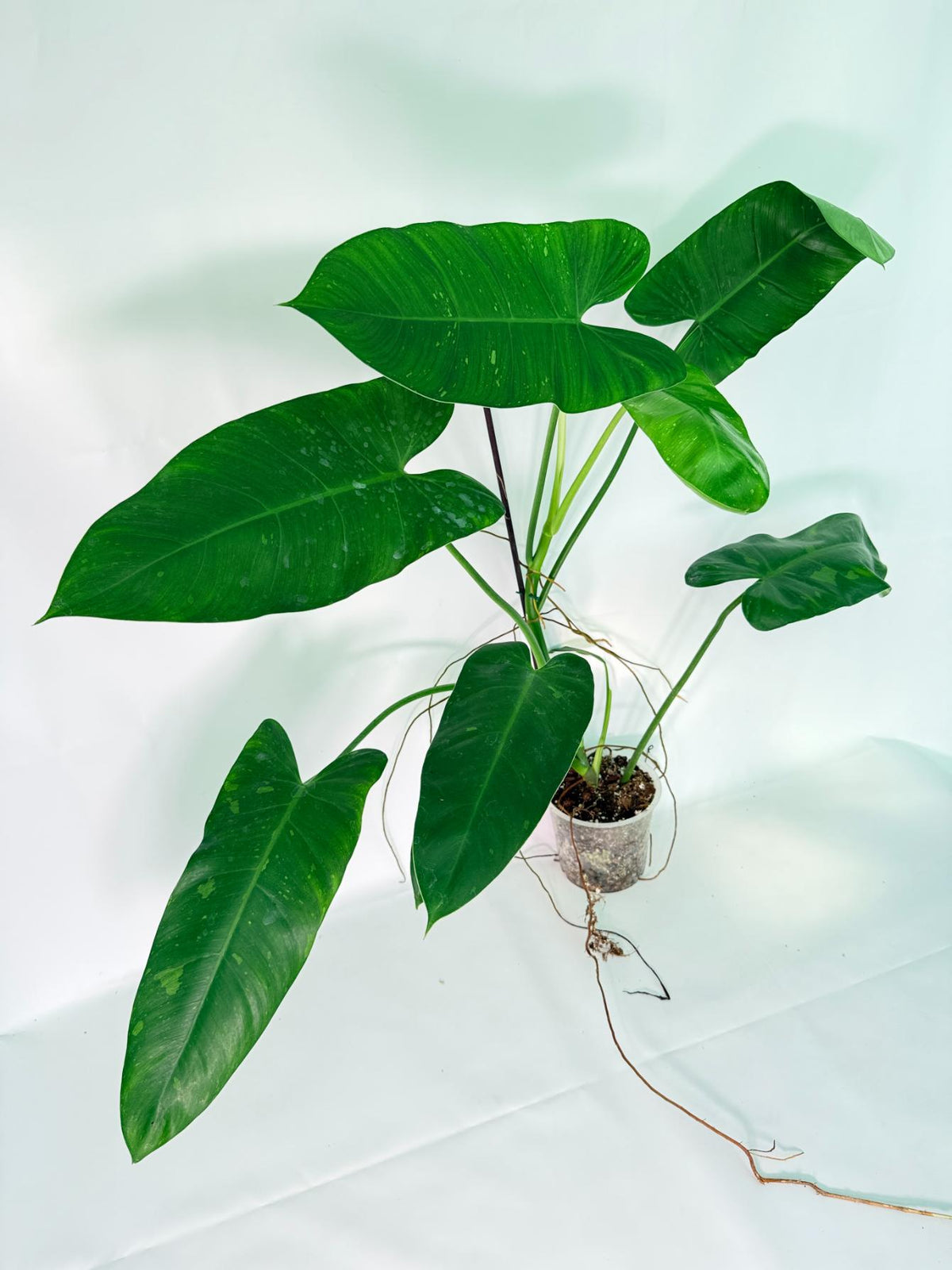 Philodendron Jose Buono variegata XL 
02