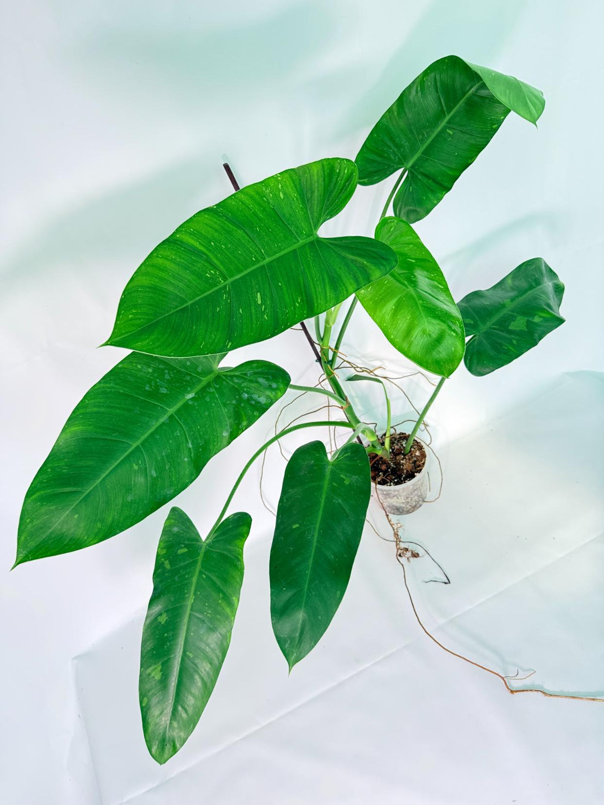 Philodendron Jose Buono variegata XL 
01