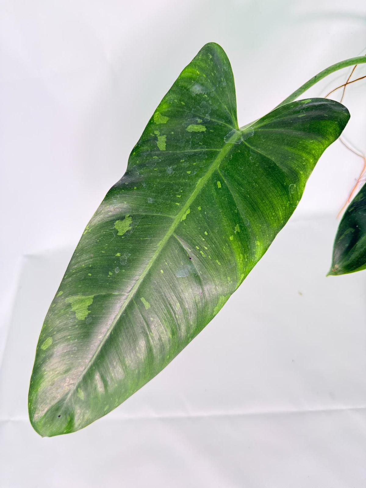Philodendron Jose Buono variegata XL 
03