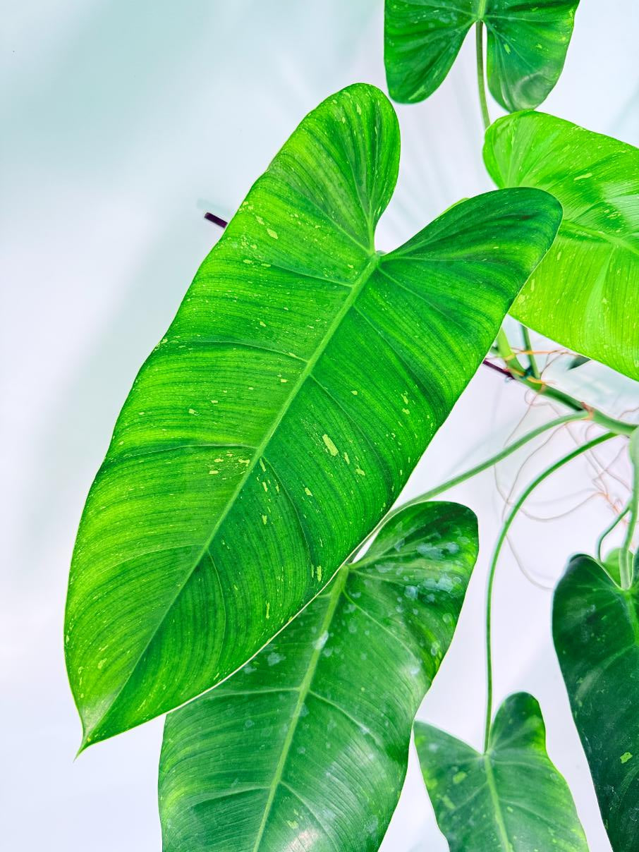 Philodendron Jose Buono variegata XL 
04