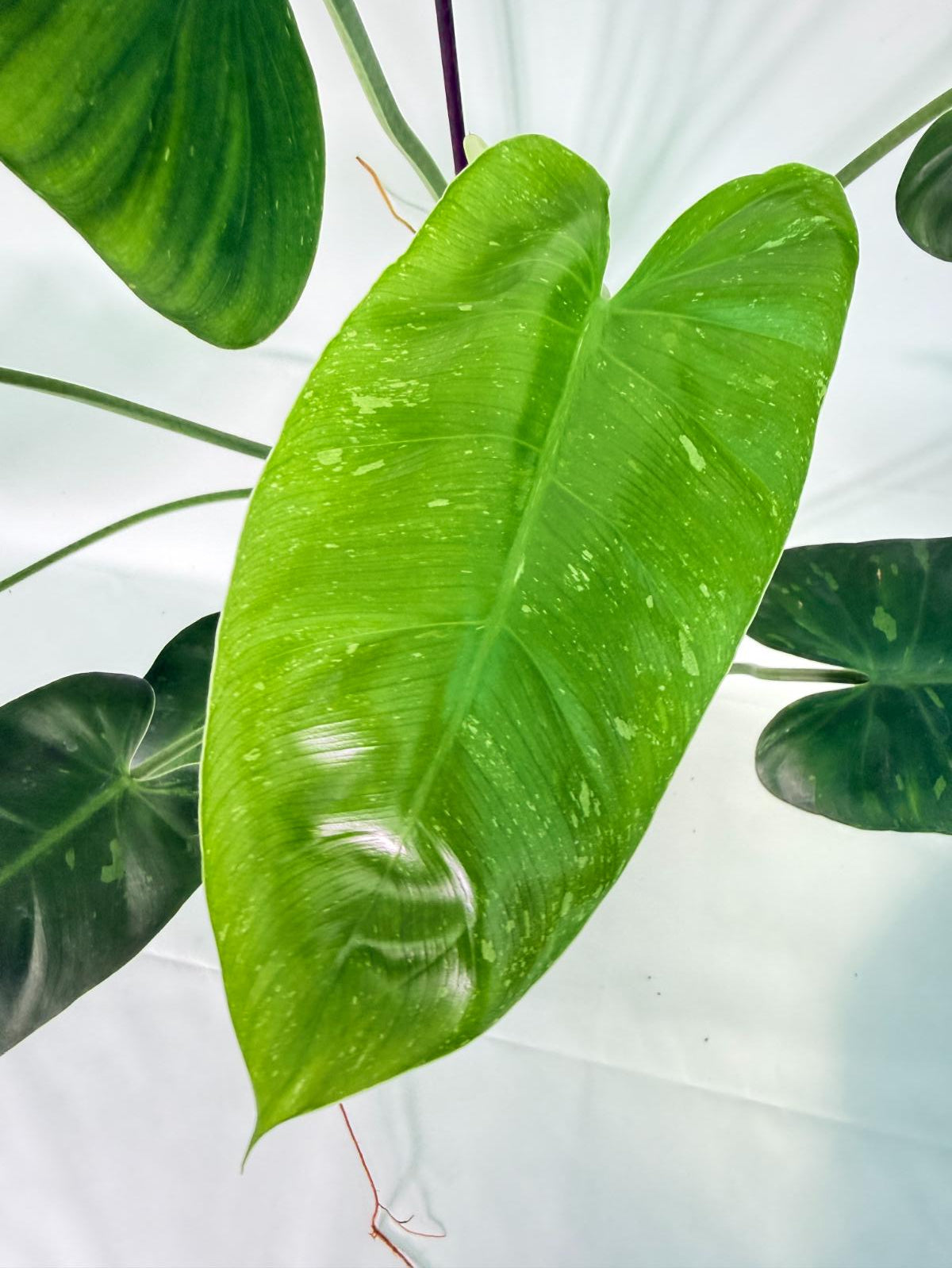 Philodendron Jose Buono variegata XL 
05