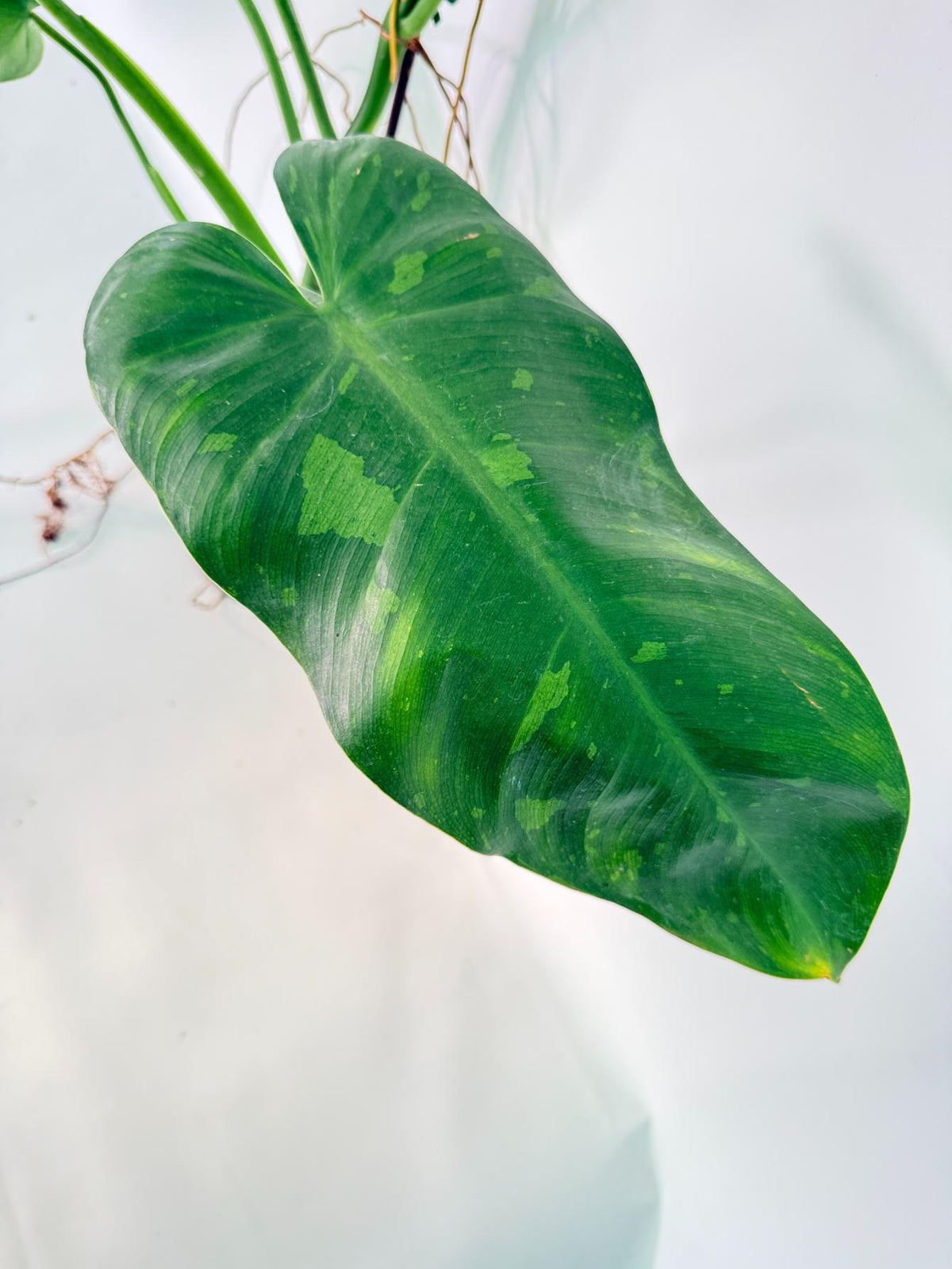 Philodendron Jose Buono variegata XL 
06