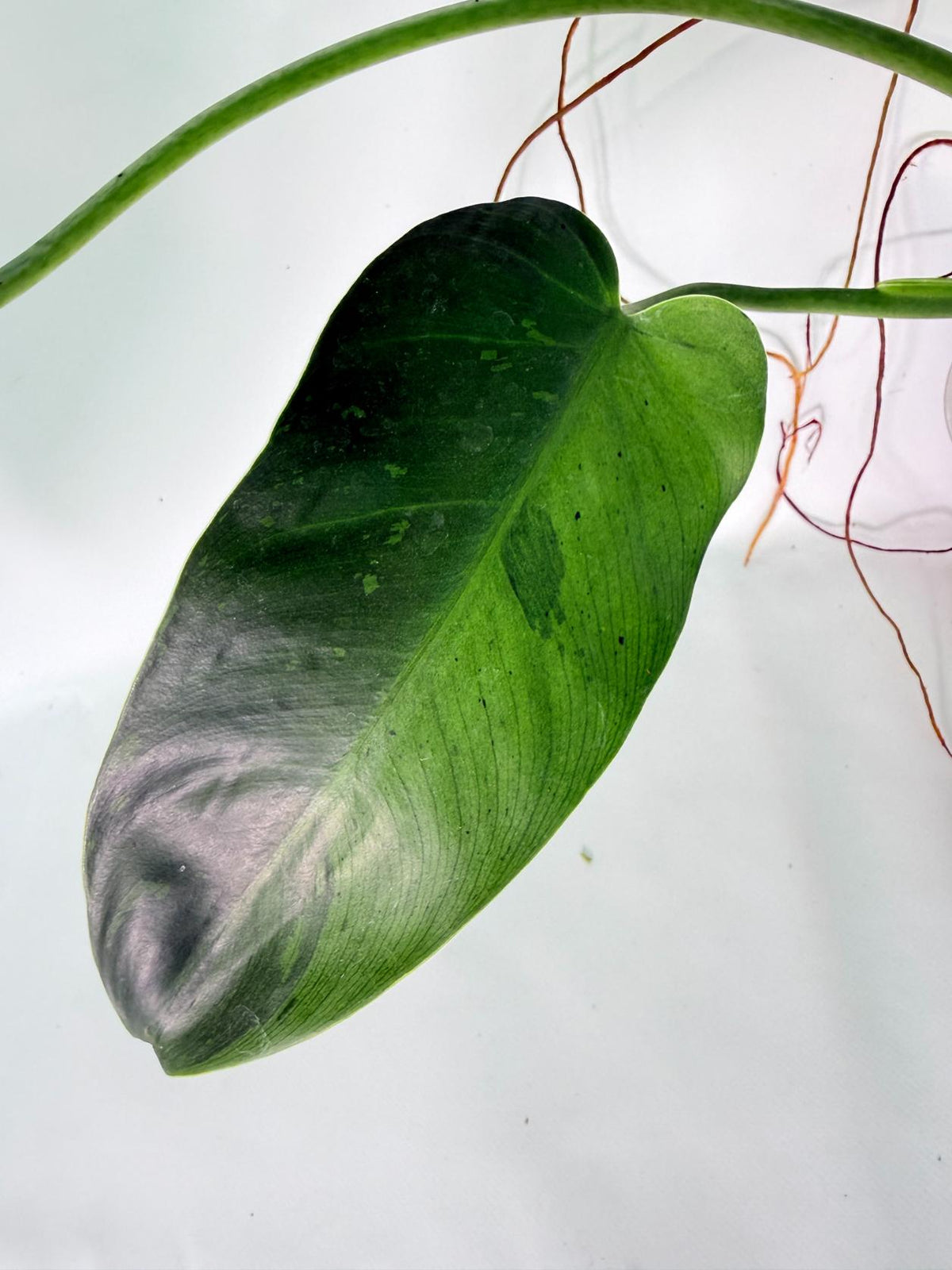 Philodendron Jose Buono variegata XL 
07