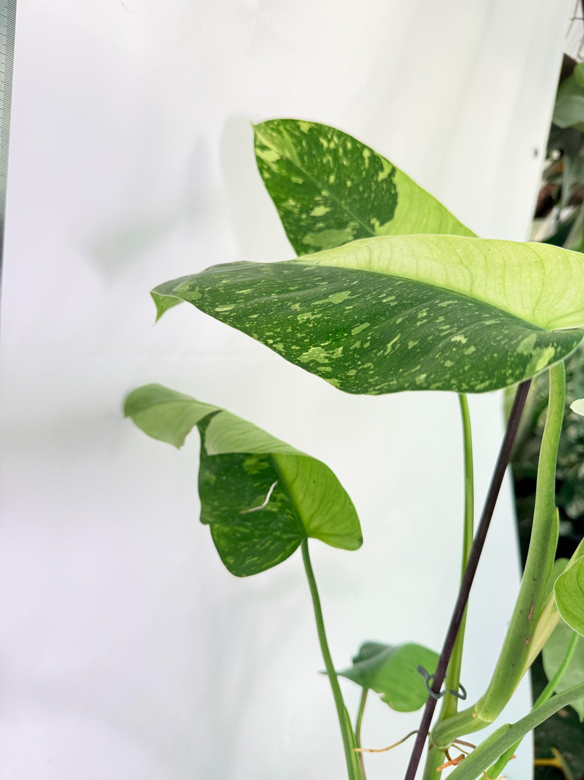 Philodendron Jose Buono variegata XL 3