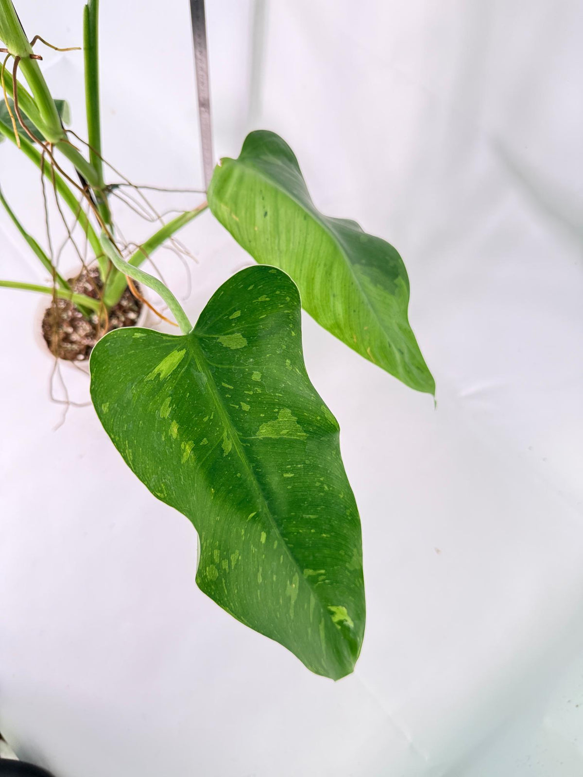 Philodendron Jose Buono variegata XL 10