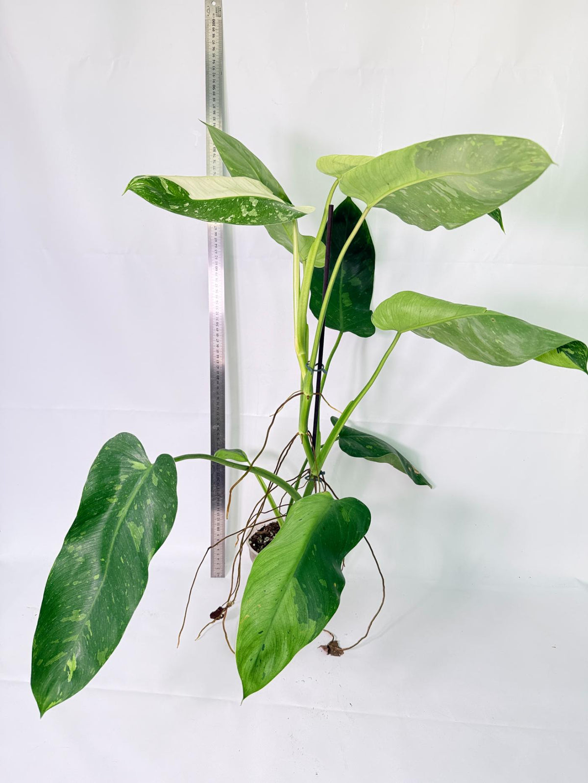 Philodendron Jose Buono variegata XL 1