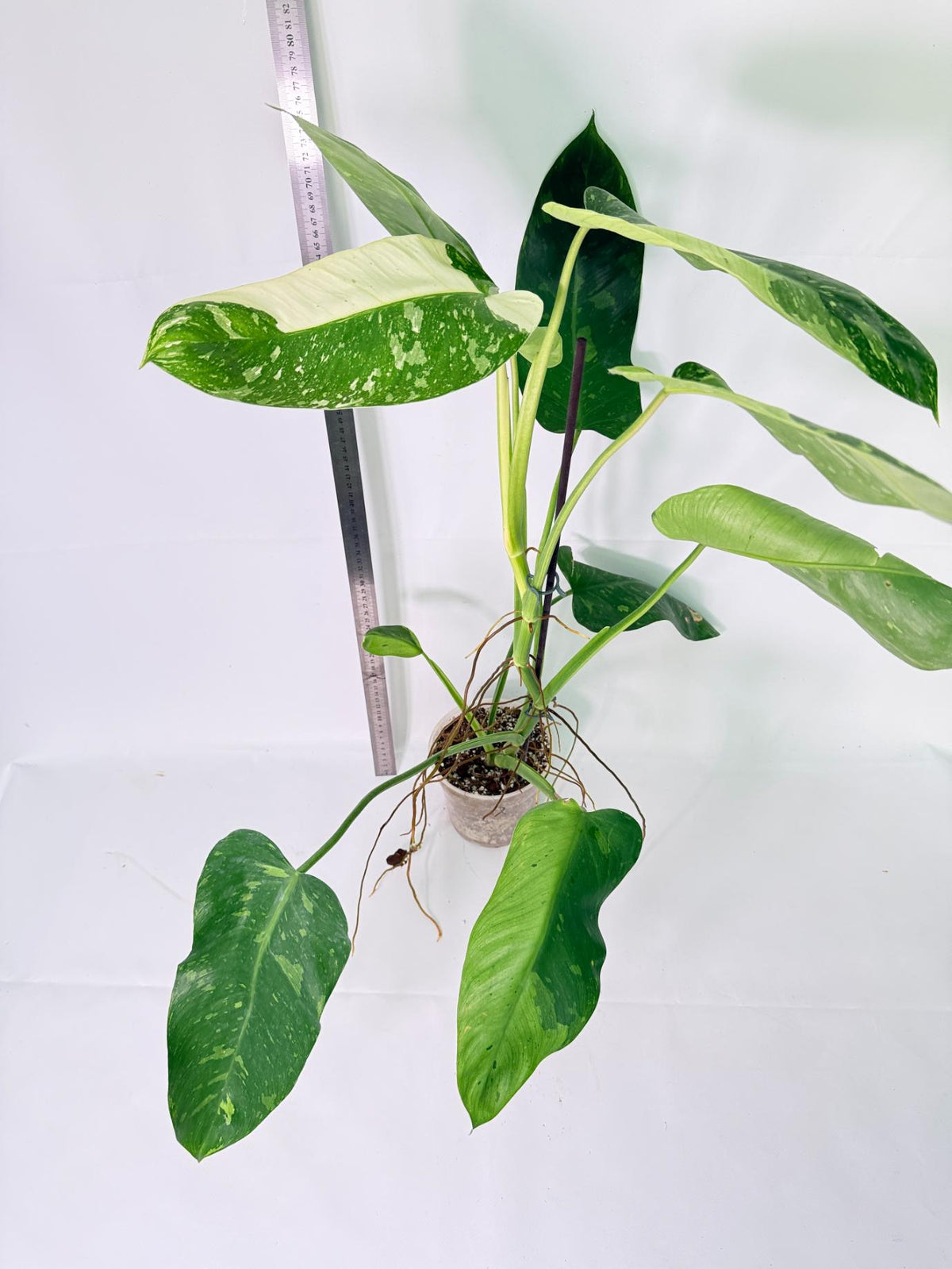 Philodendron Jose Buono variegata XL 4