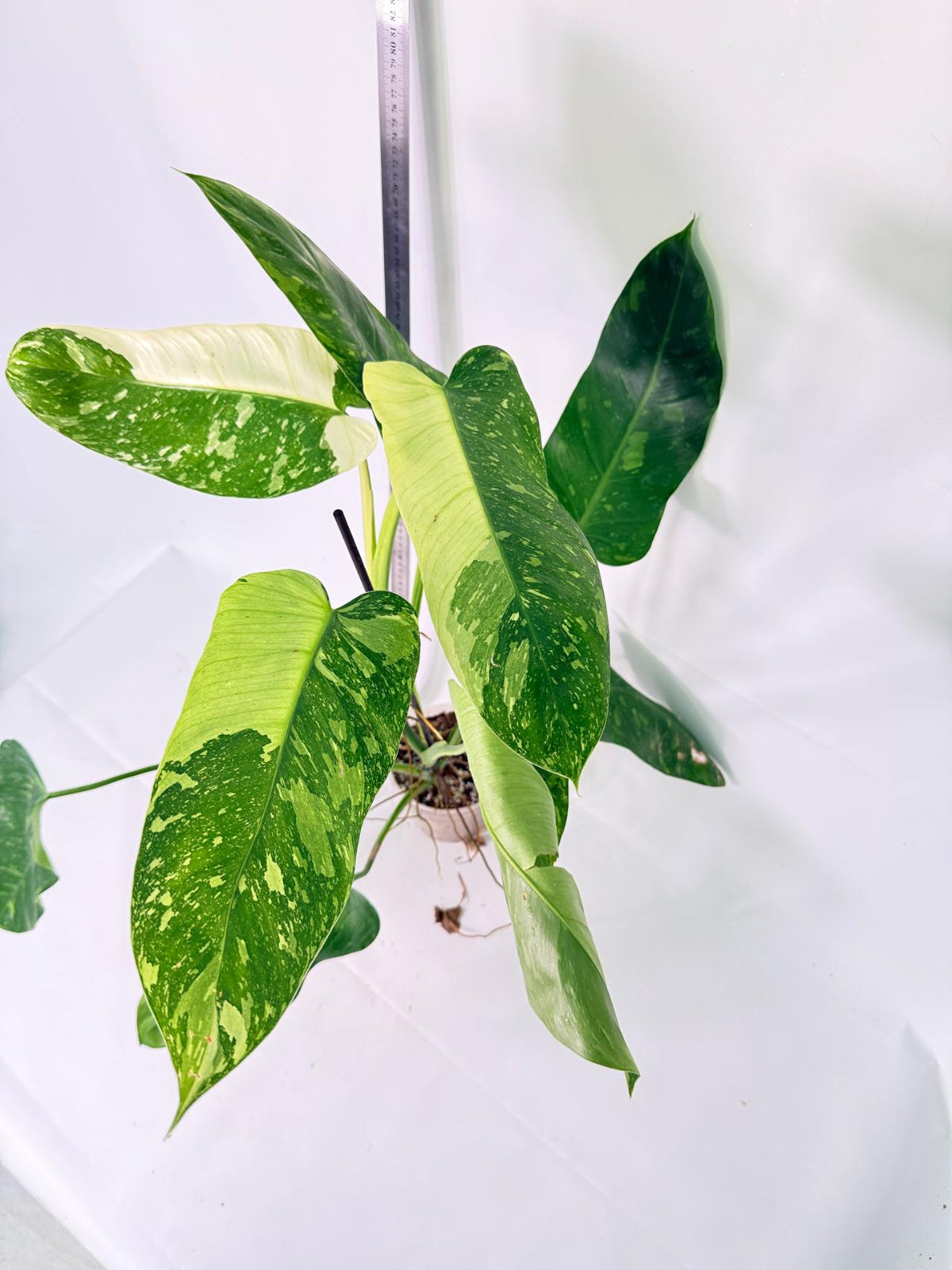 Philodendron Jose Buono variegata XL 6