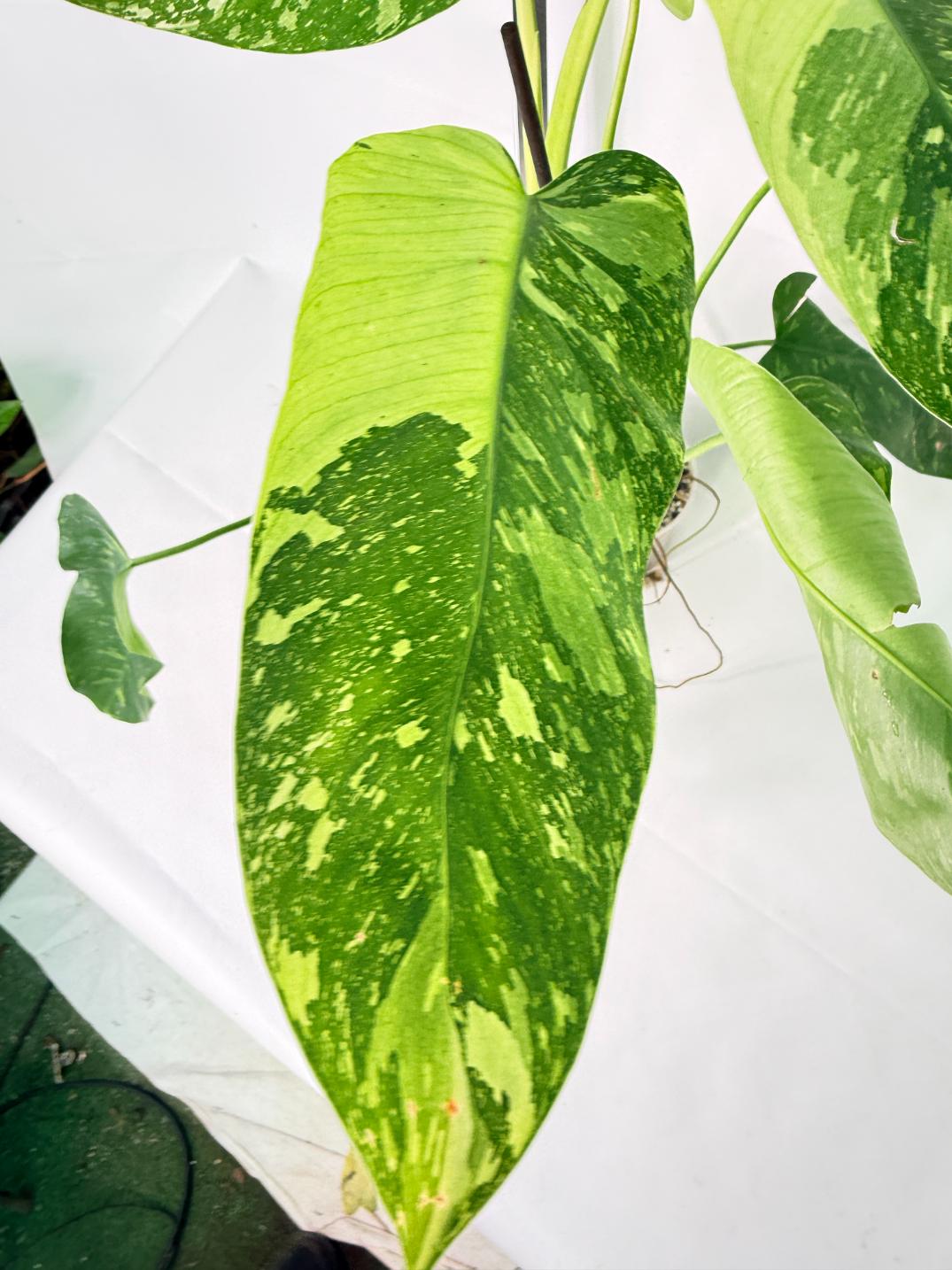 Philodendron Jose Buono variegata XL 9