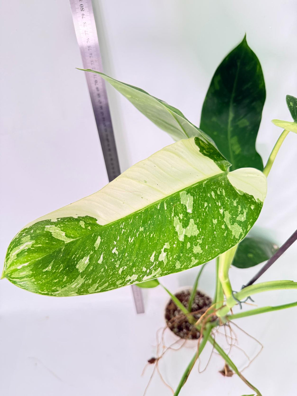 Philodendron Jose Buono variegata XL 7