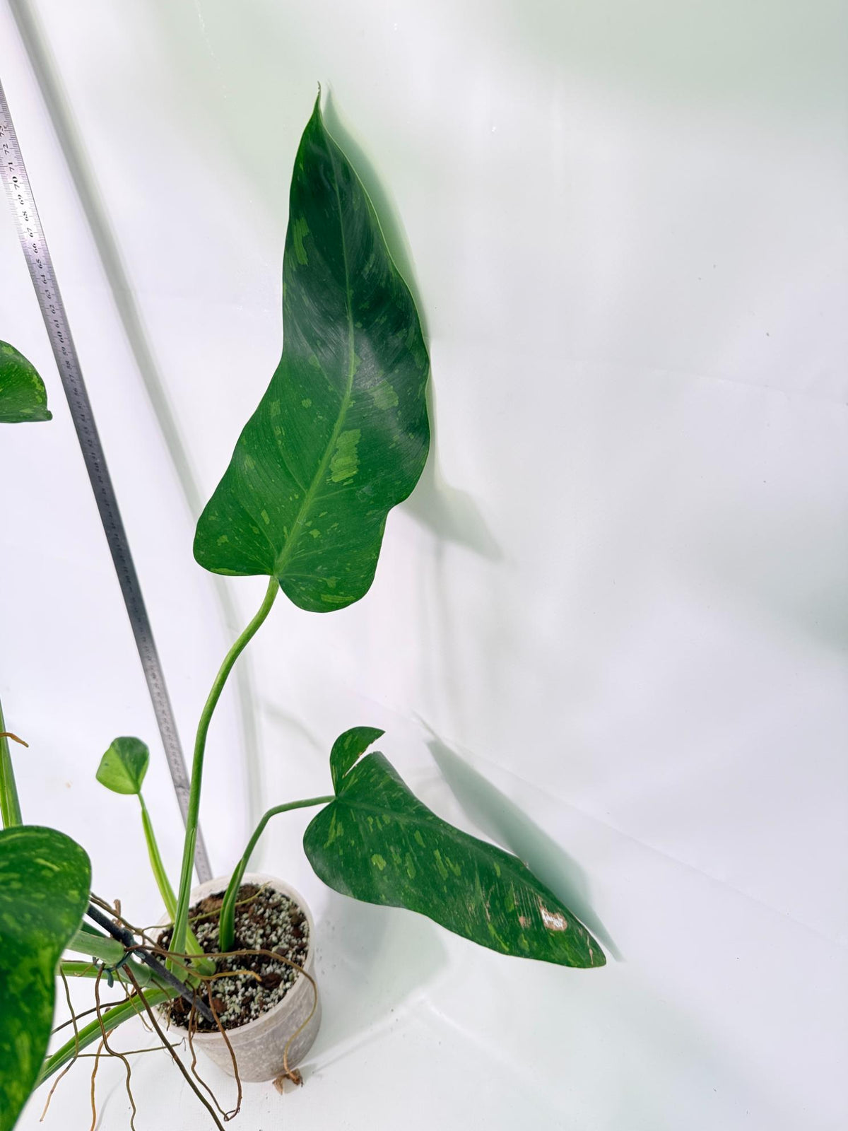 Philodendron Jose Buono variegata XL 8
