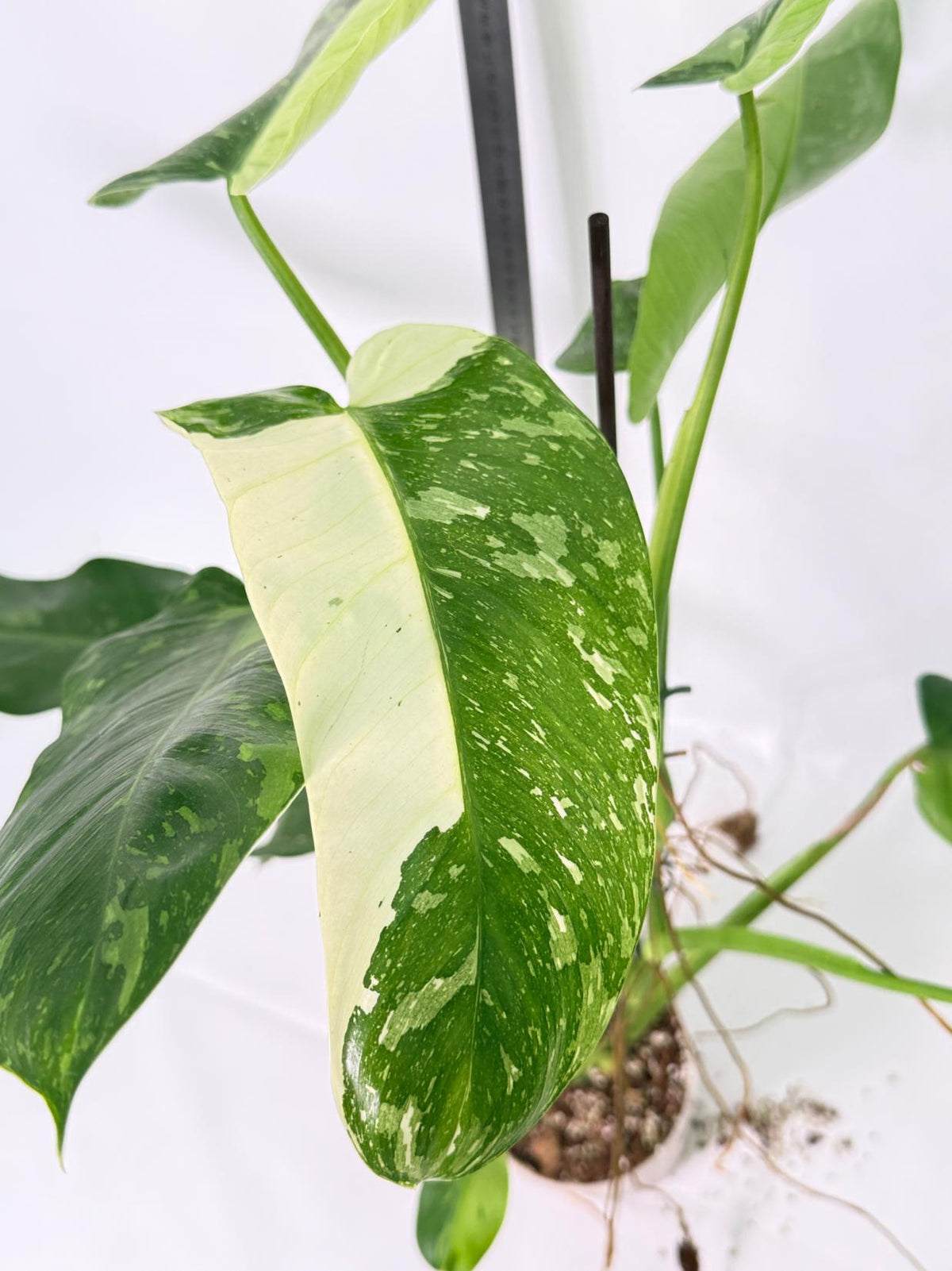 Philodendron Jose Buono variegata XL 2