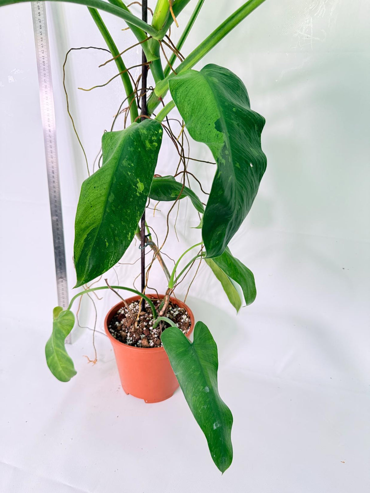 Philodendron Jose Buono variegata XL 4
