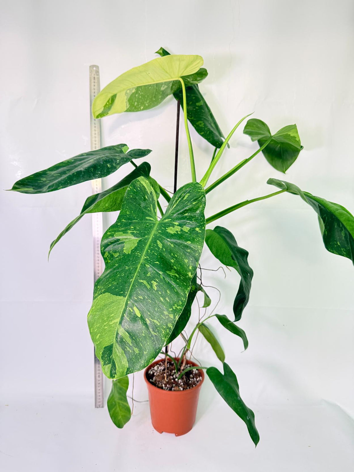 Philodendron Jose Buono variegata XL 1