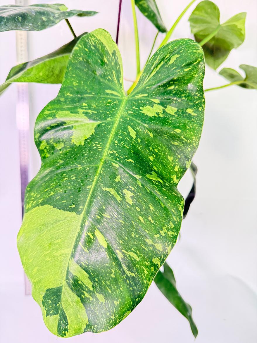 Philodendron Jose Buono variegata XL 5