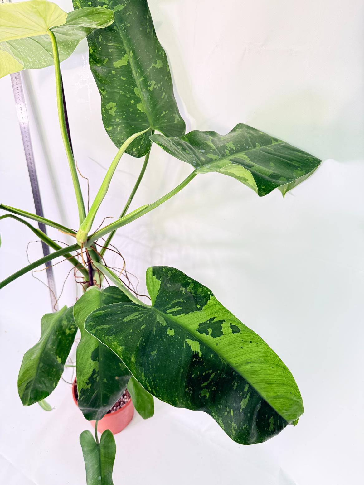 Philodendron Jose Buono variegata XL 6