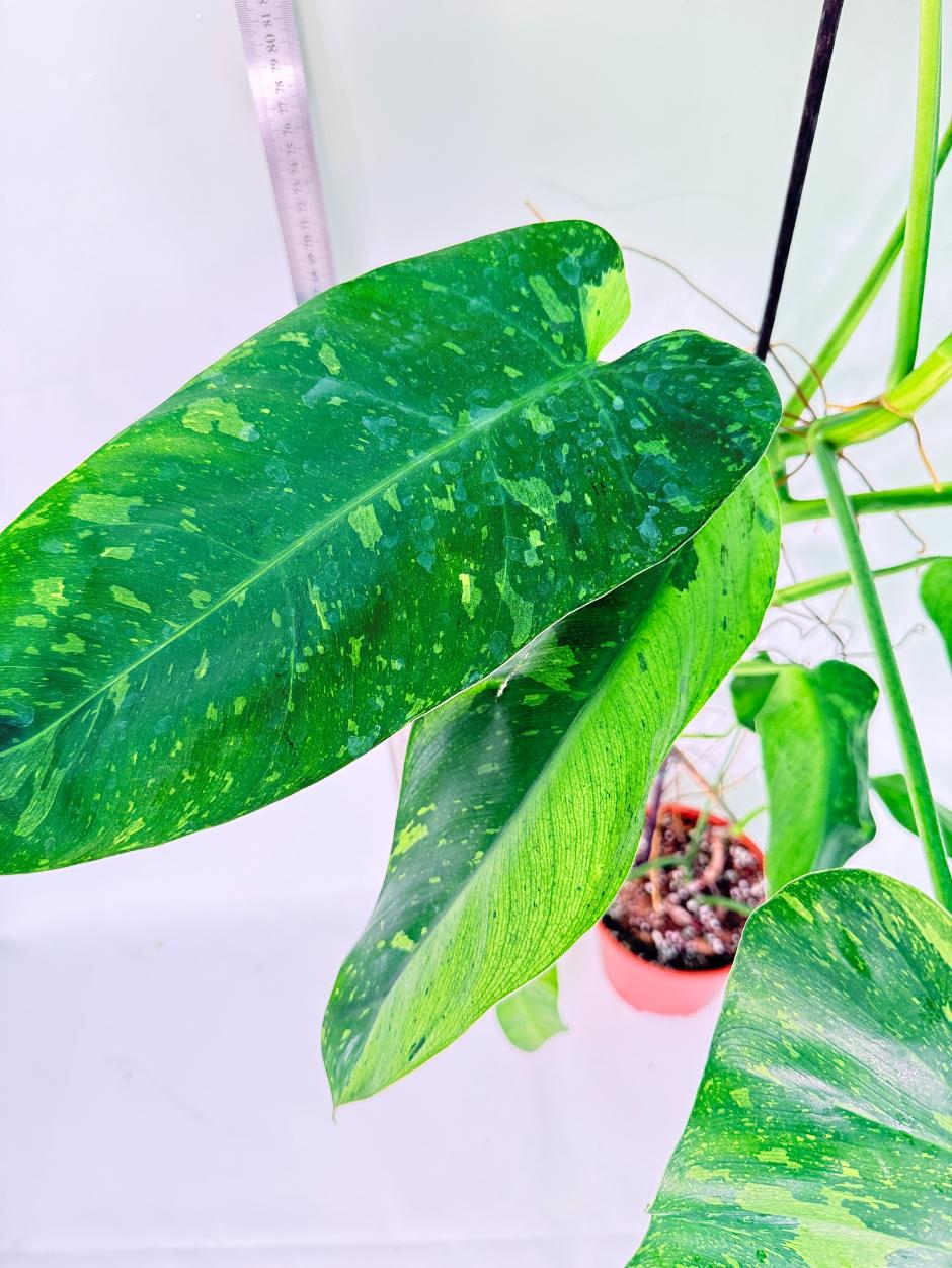 Philodendron Jose Buono variegata XL 7