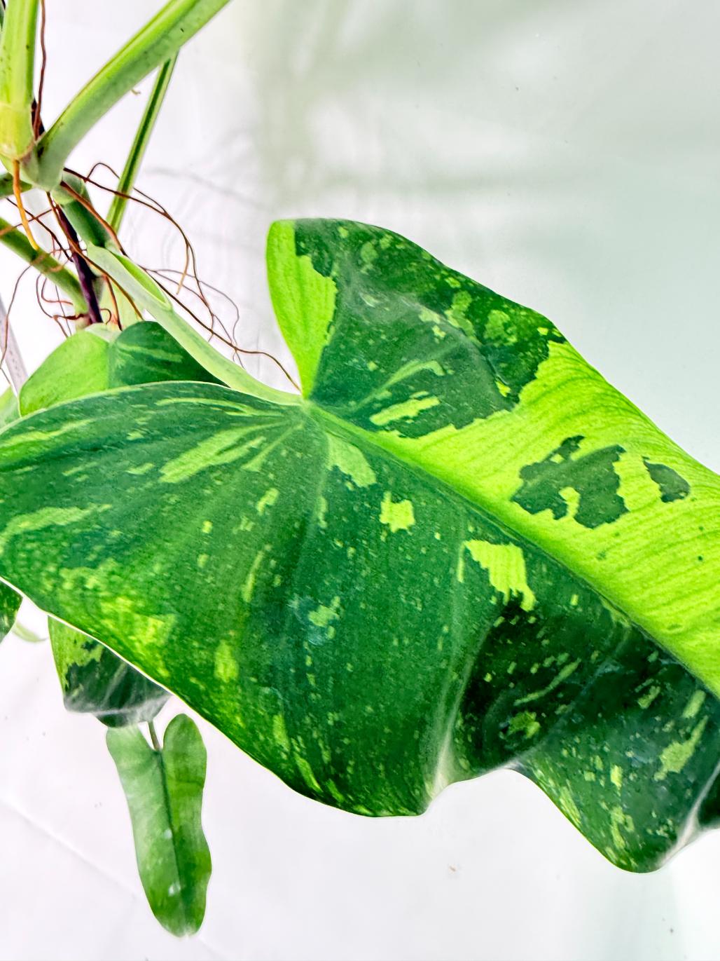 Philodendron Jose Buono variegata XL 8