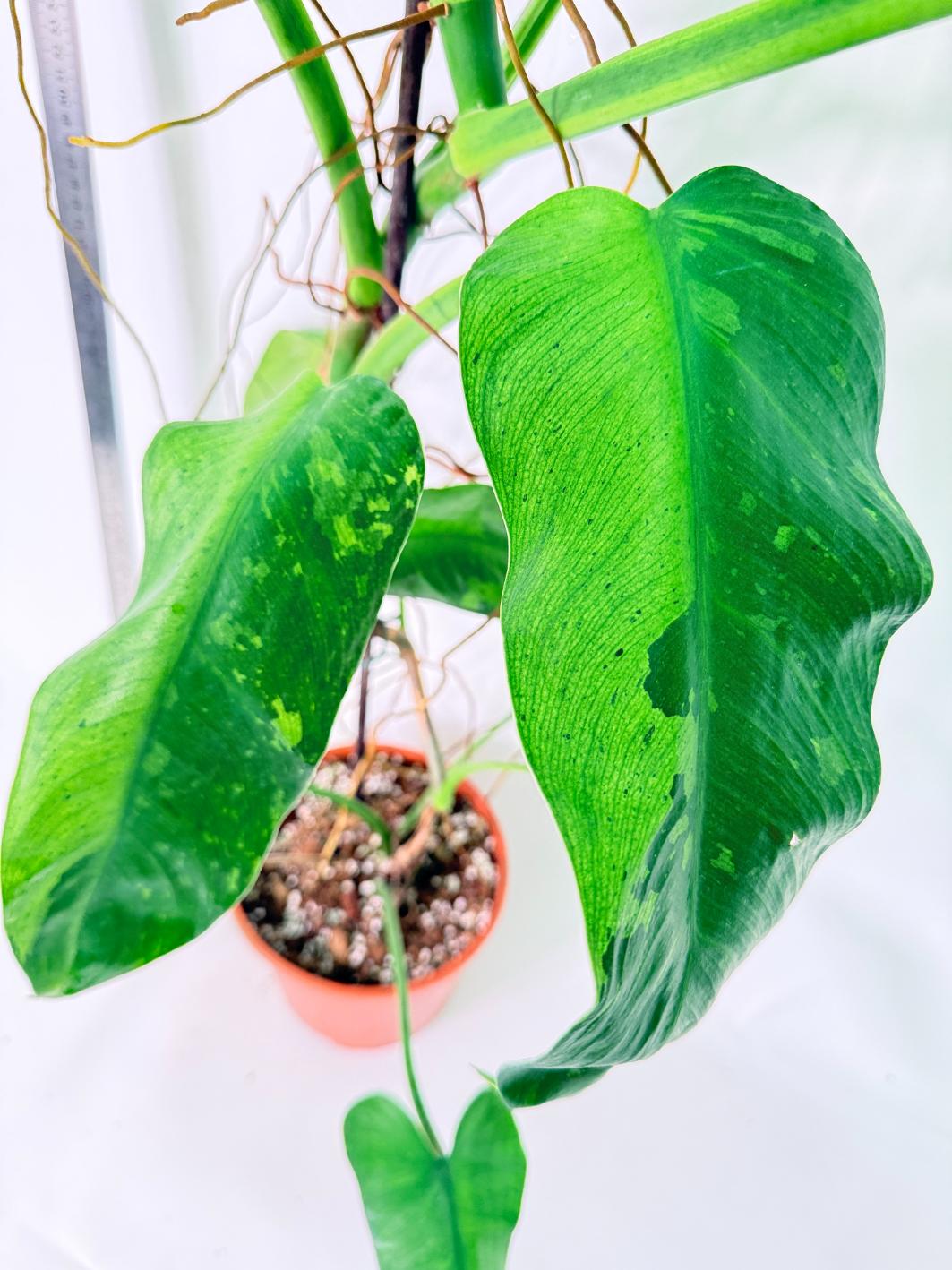 Philodendron Jose Buono variegata XL 9
