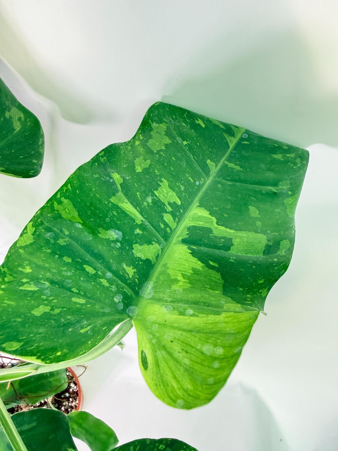Philodendron Jose Buono variegata XL 3